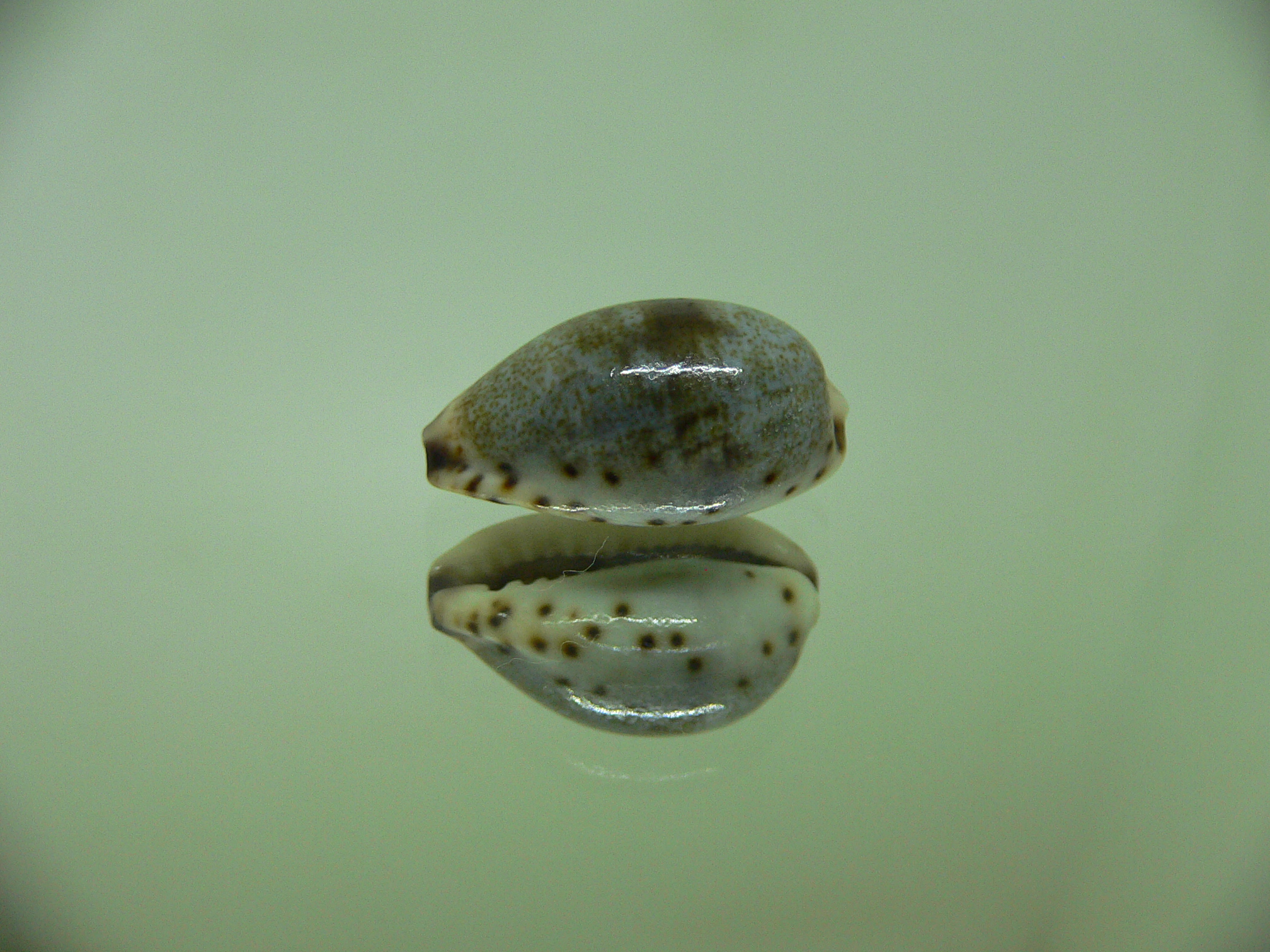 Cypraea gracilis gracilis CONTRASTING