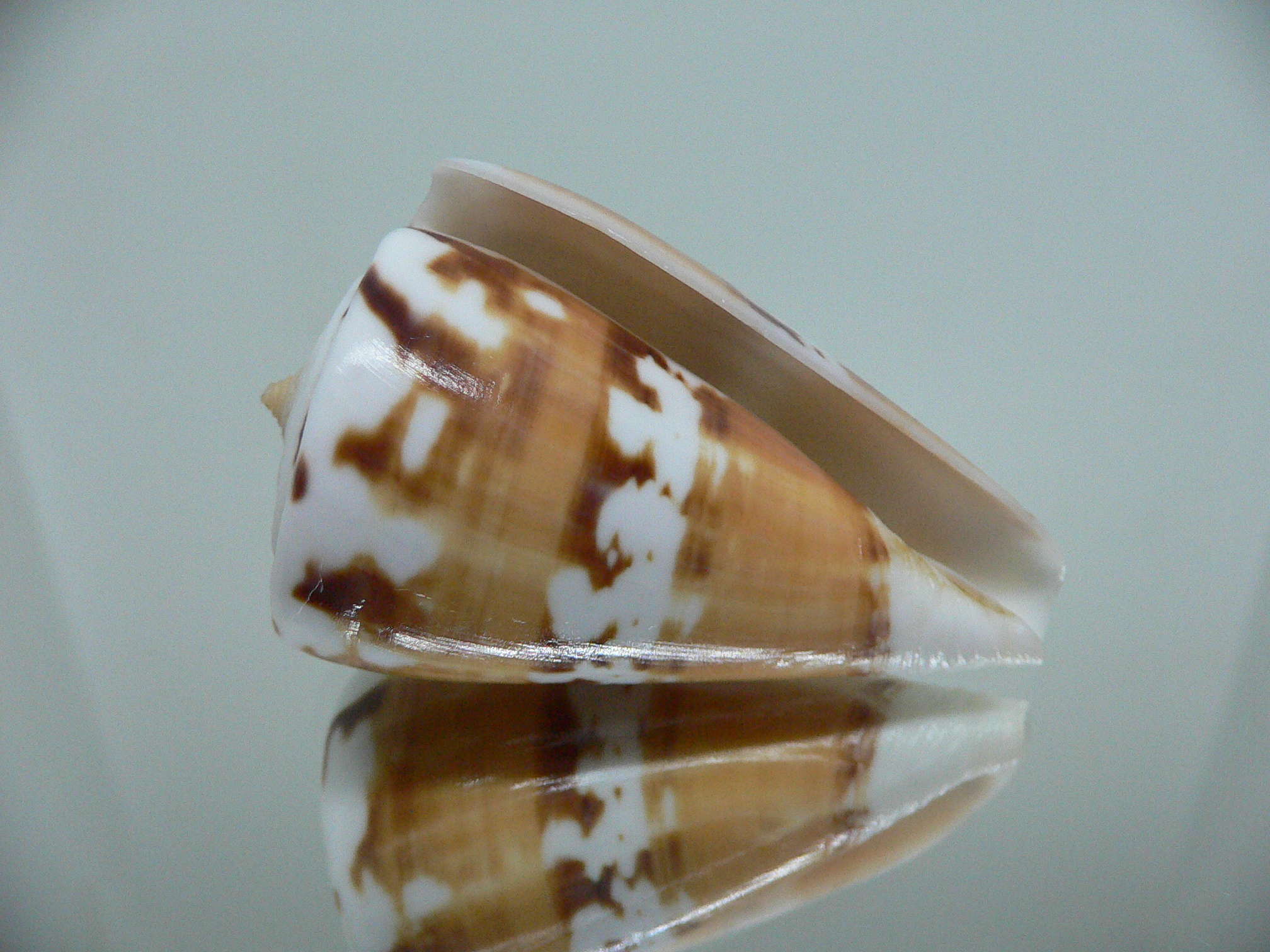 Conus malabaricus COLOR