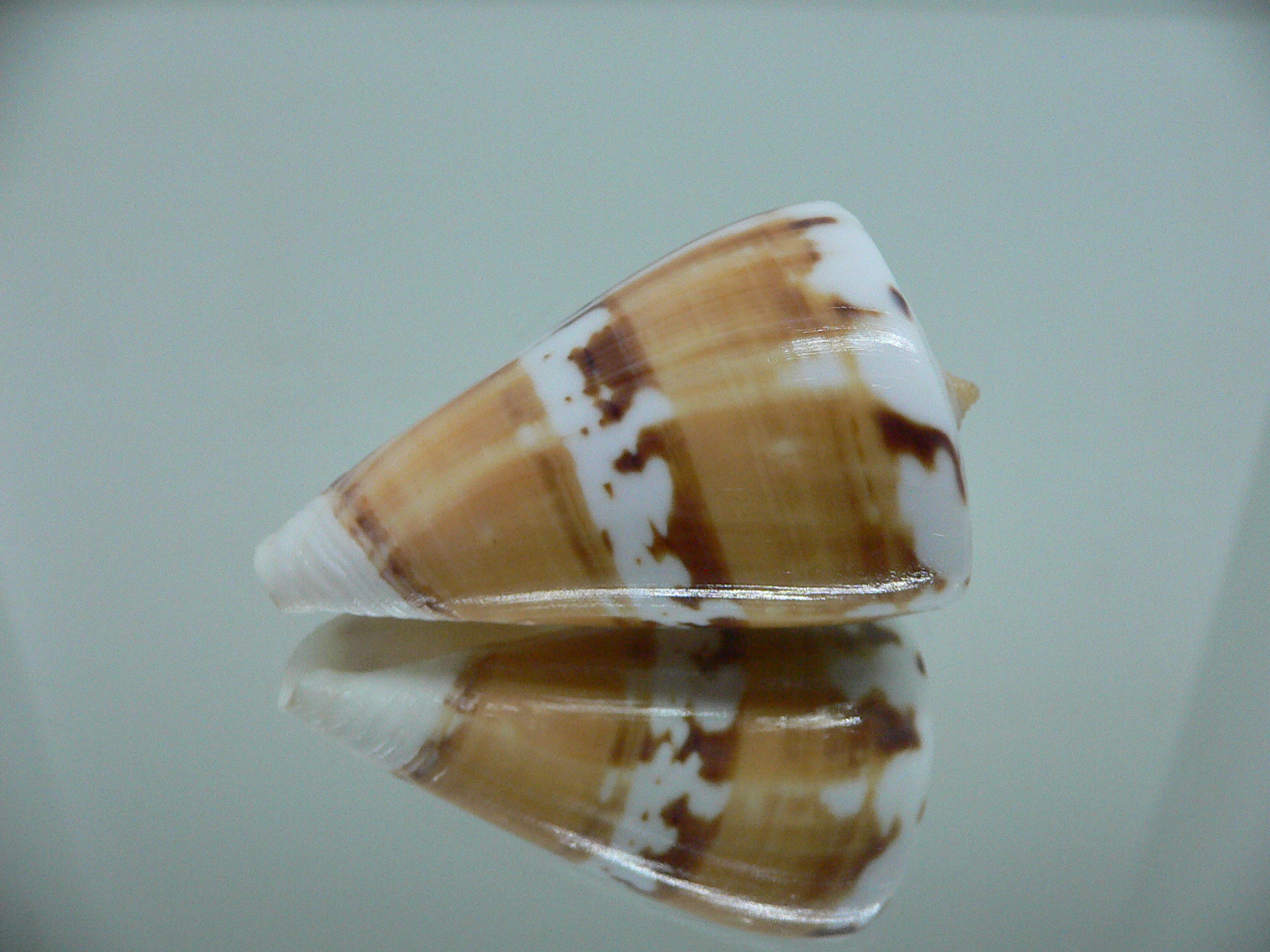 Conus malabaricus COLOR