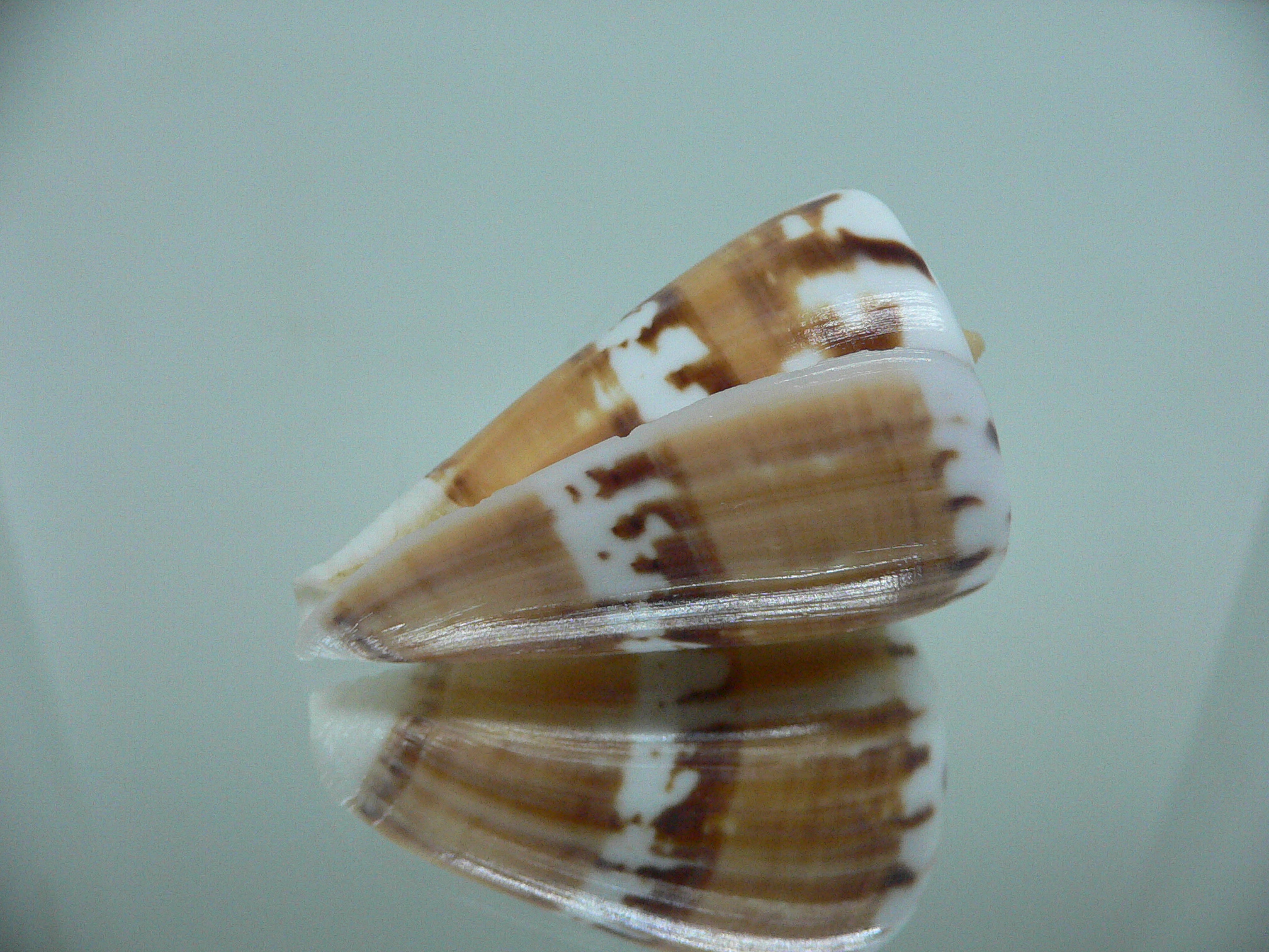Conus malabaricus COLOR