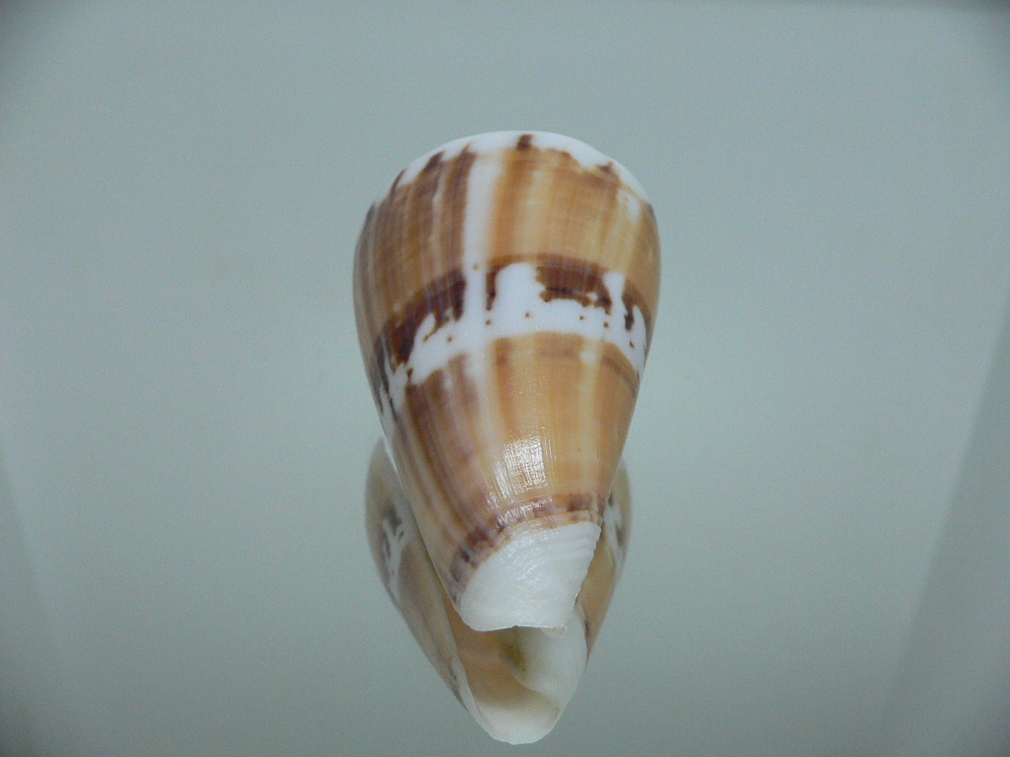 Conus malabaricus COLOR