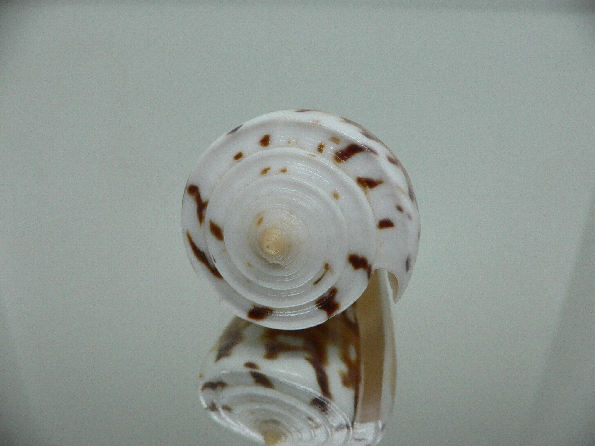 Conus malabaricus COLOR