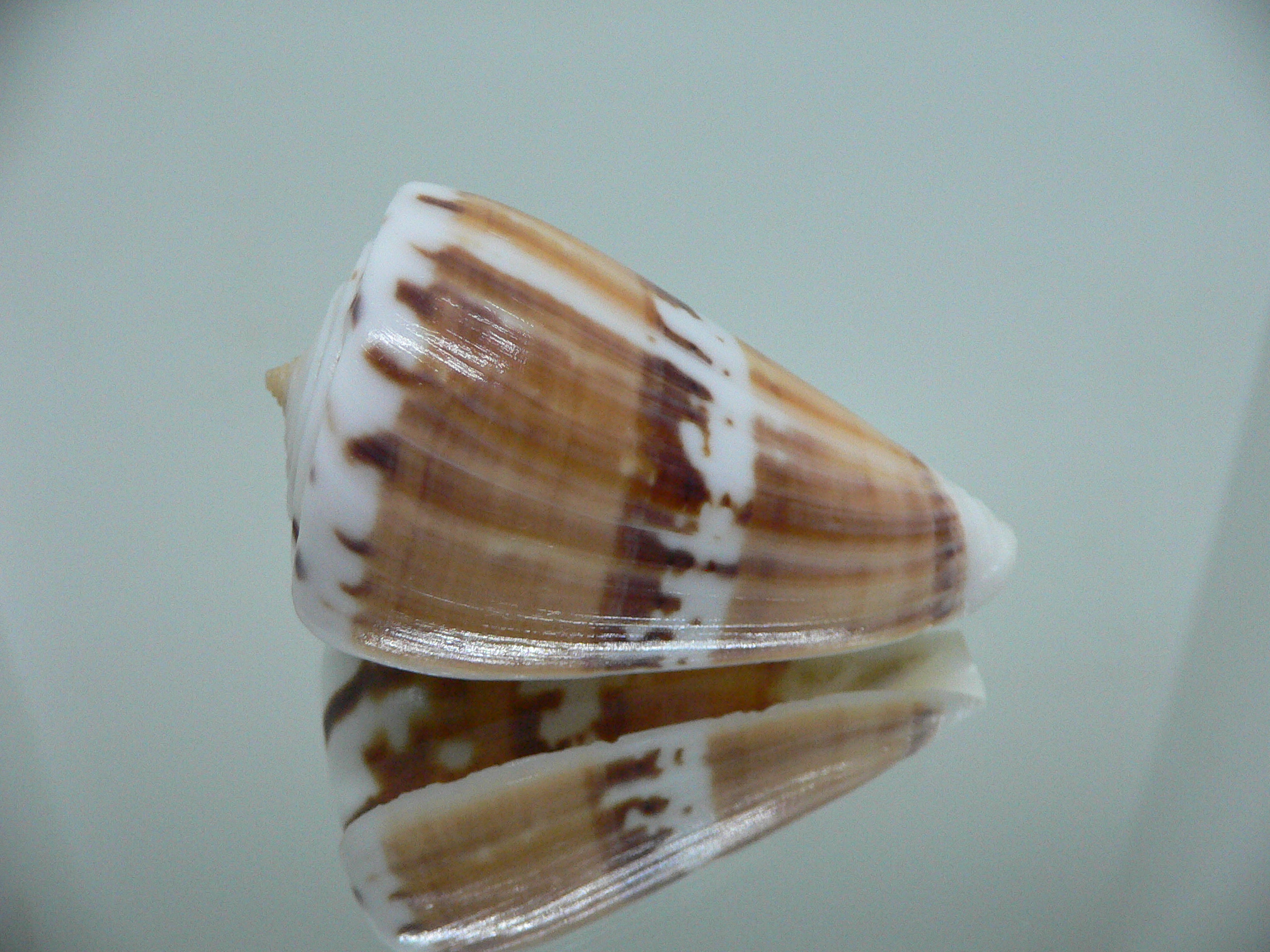 Conus malabaricus COLOR