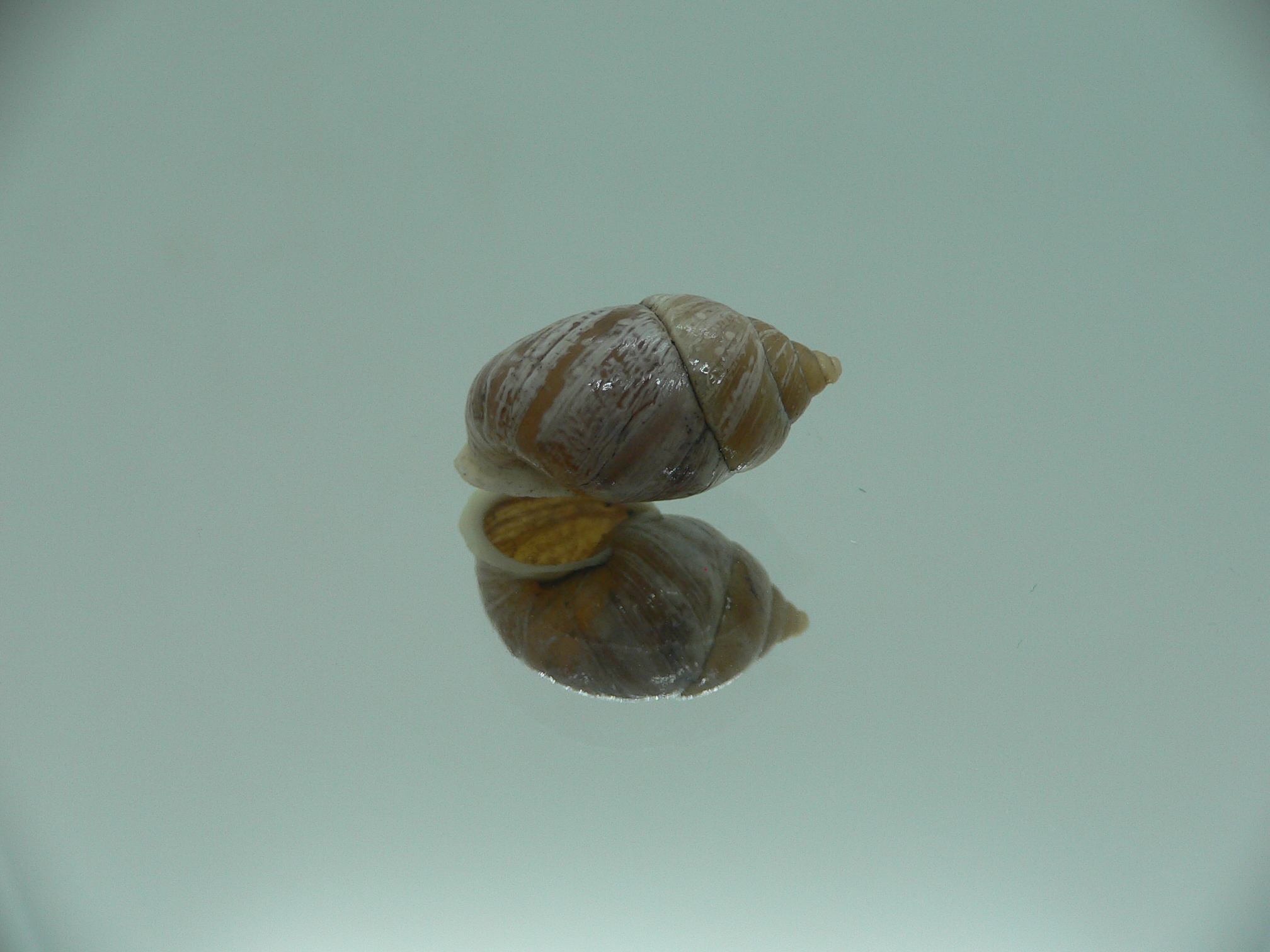 Pupinidius streptaxis BIG ENDEMIC