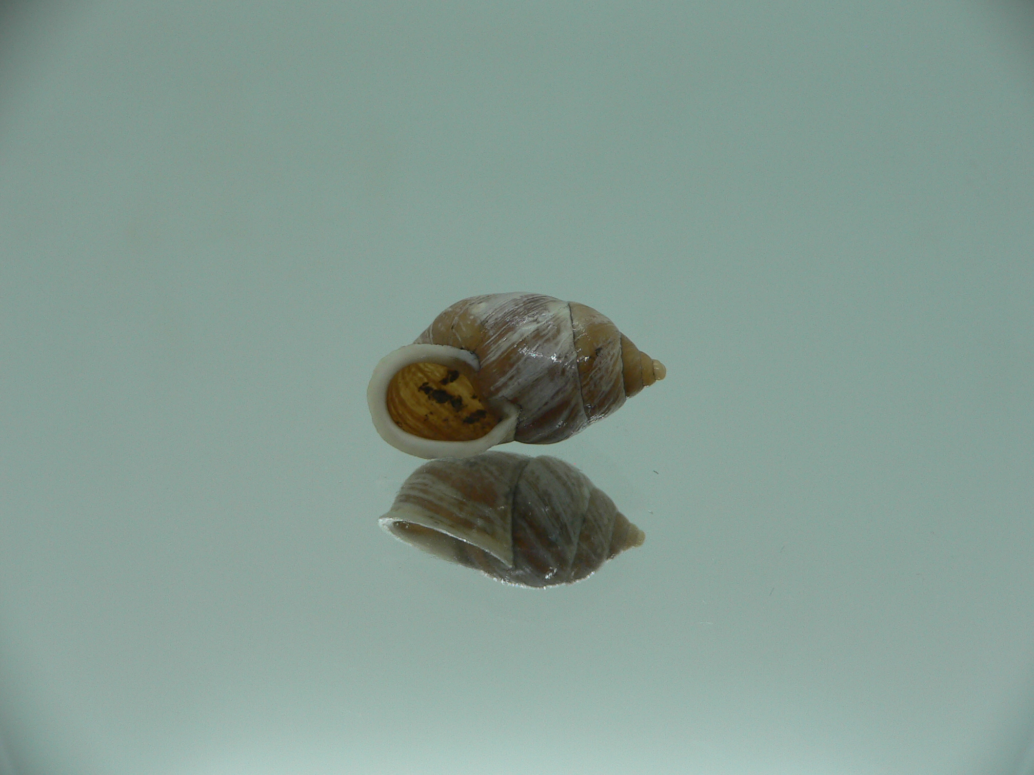 Pupinidius streptaxis BIG ENDEMIC