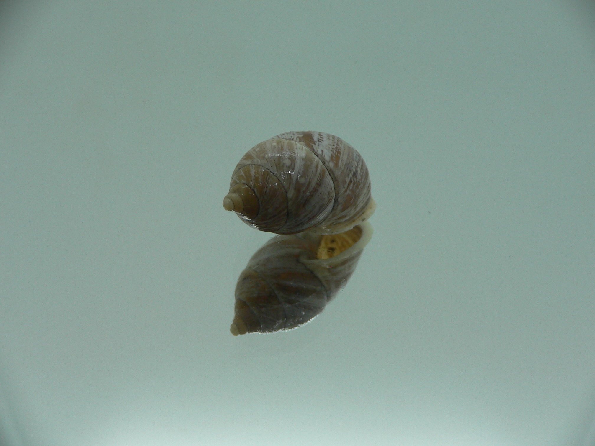 Pupinidius streptaxis BIG ENDEMIC