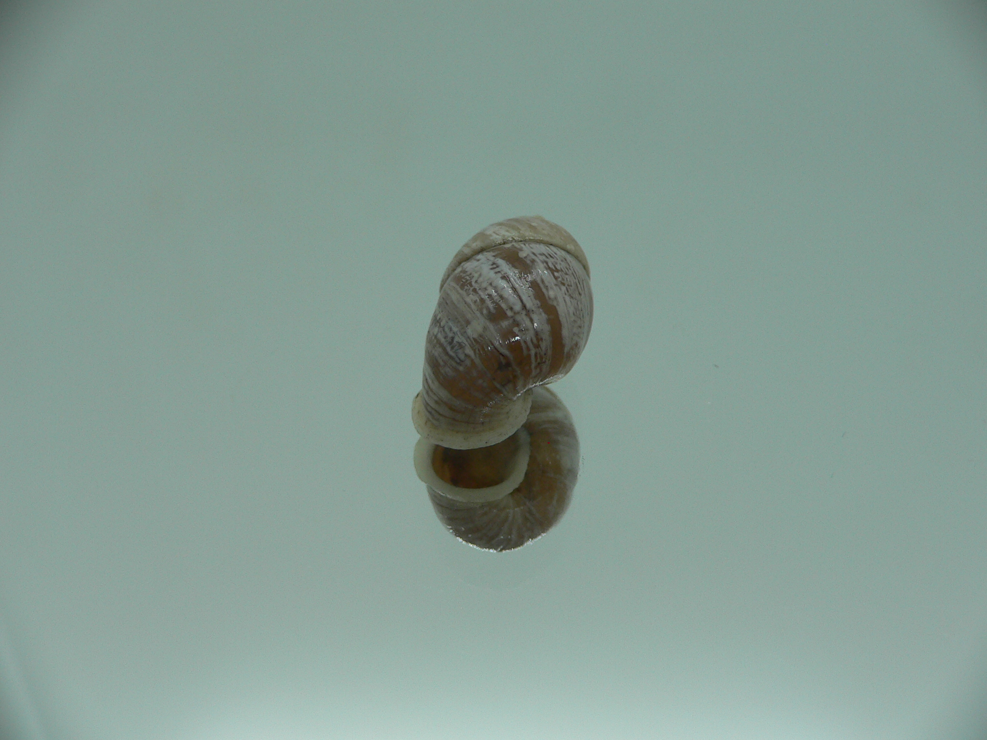 Pupinidius streptaxis BIG ENDEMIC