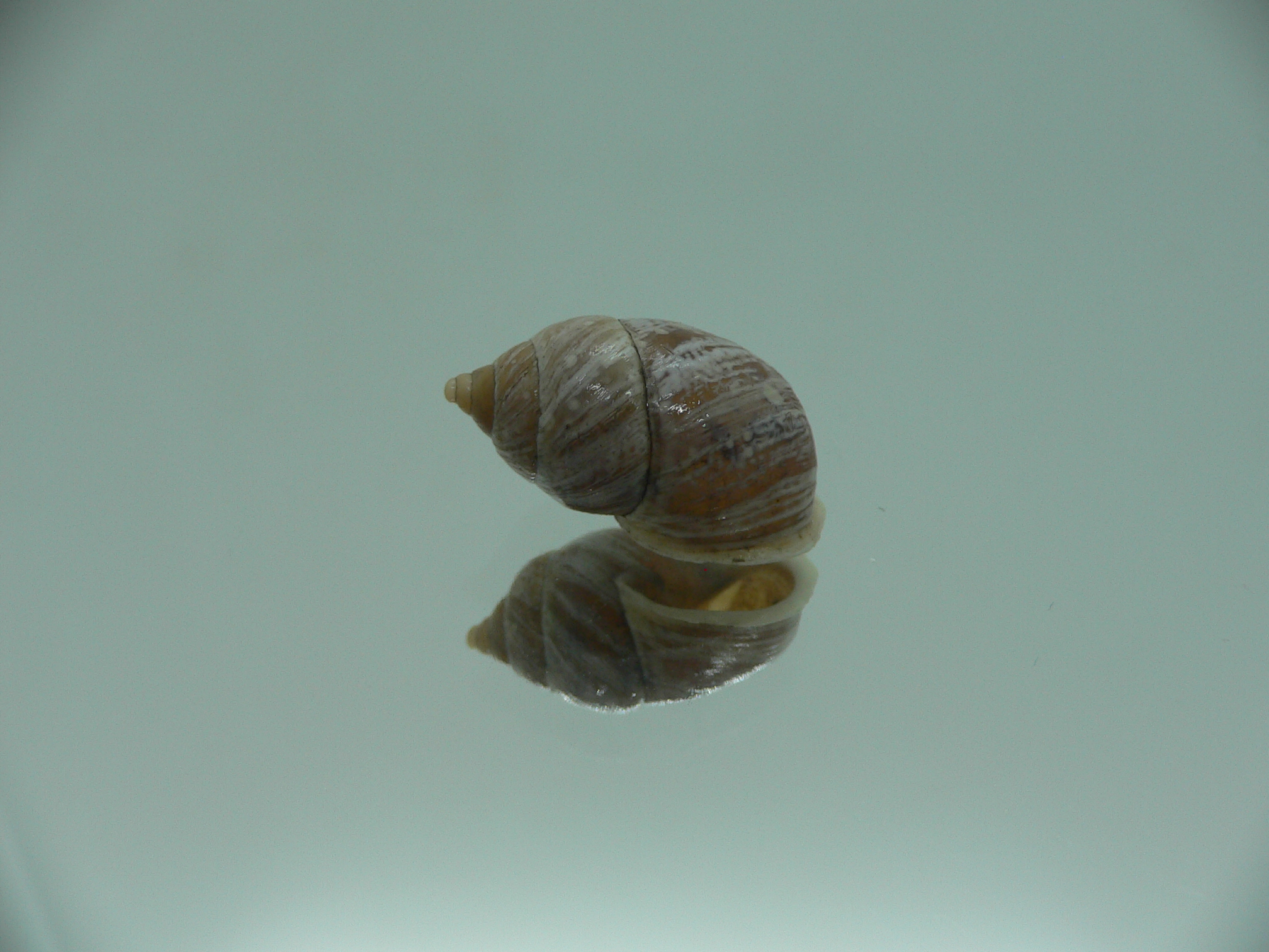 Pupinidius streptaxis BIG ENDEMIC