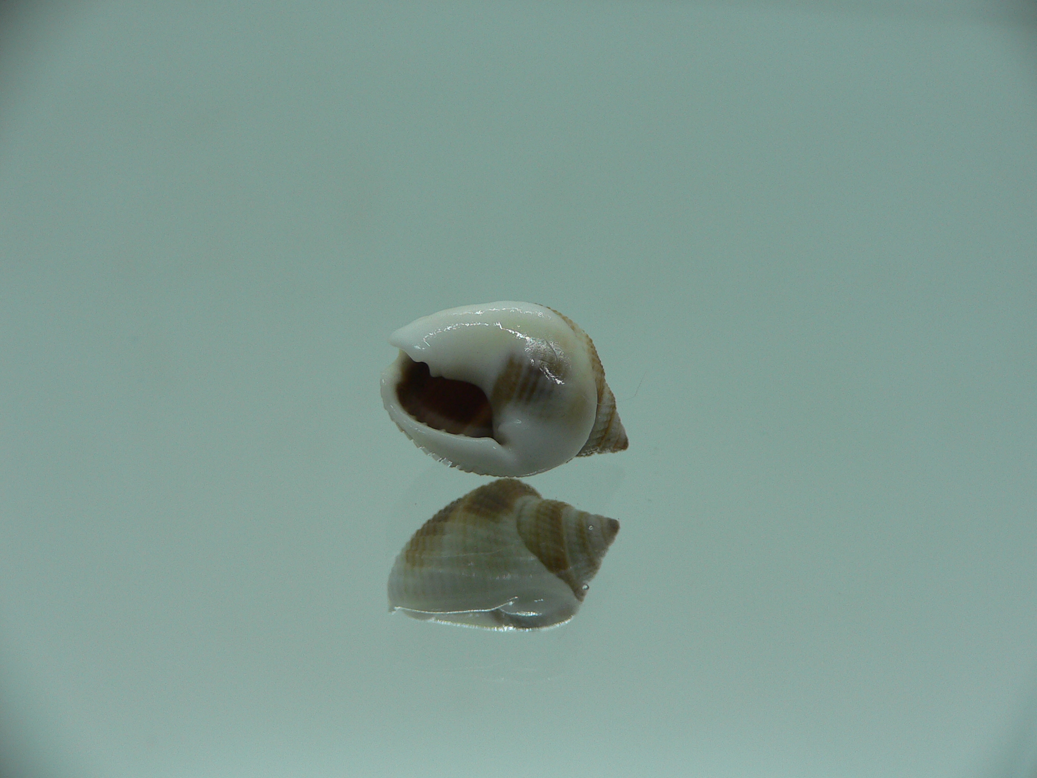 Nassarius elegantissimus