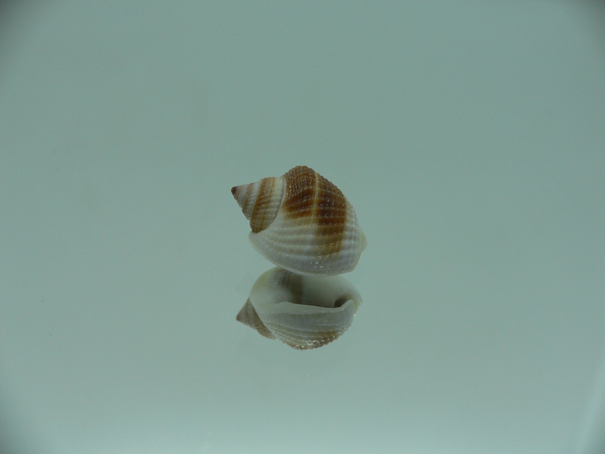 Nassarius elegantissimus