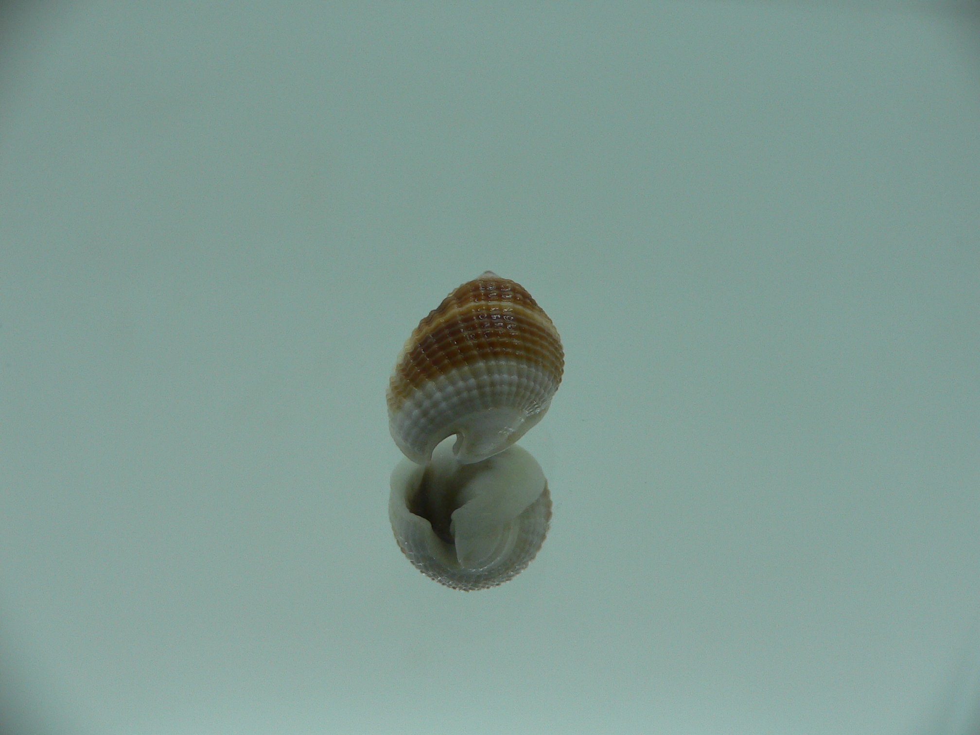 Nassarius elegantissimus