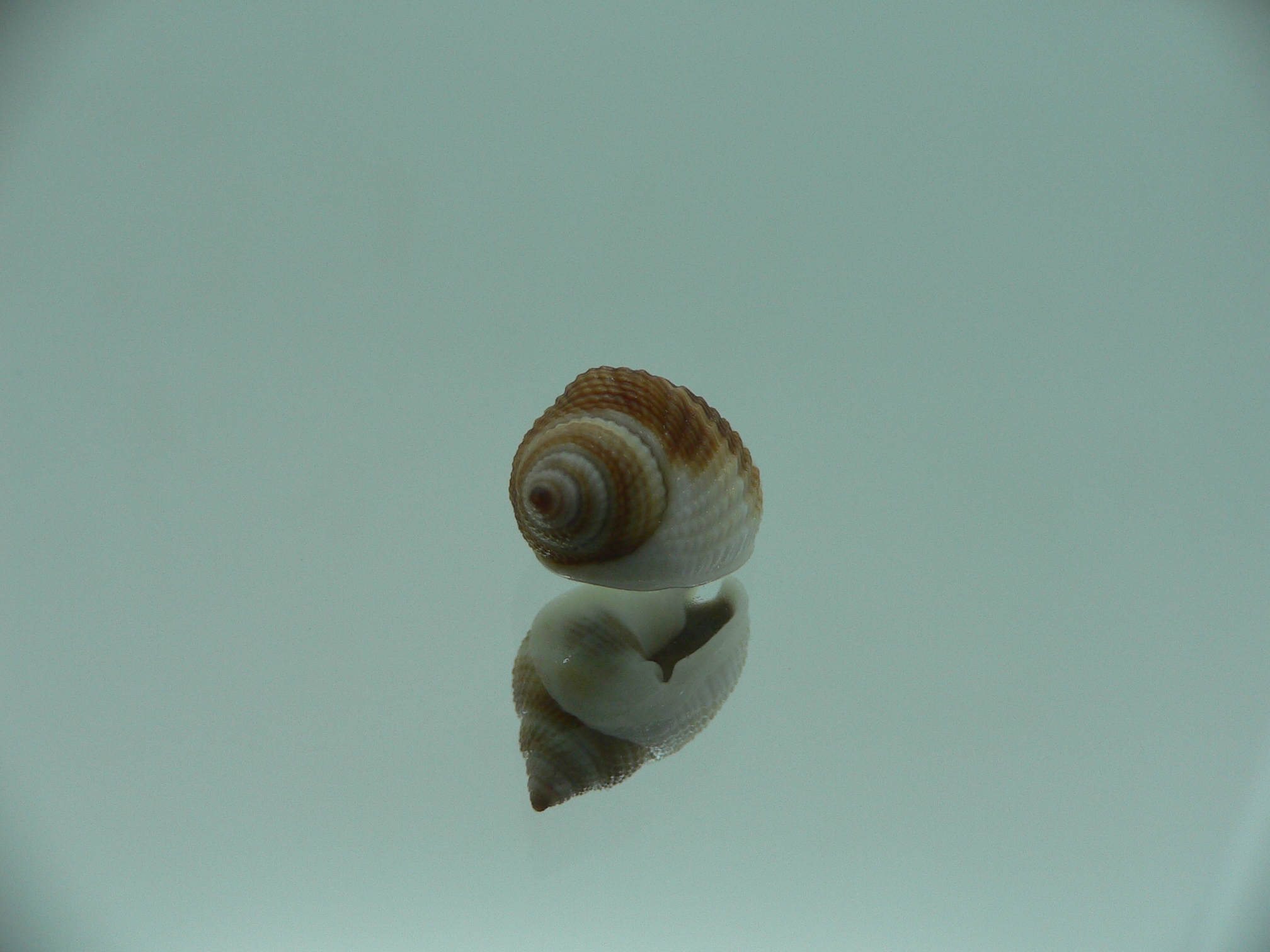 Nassarius elegantissimus