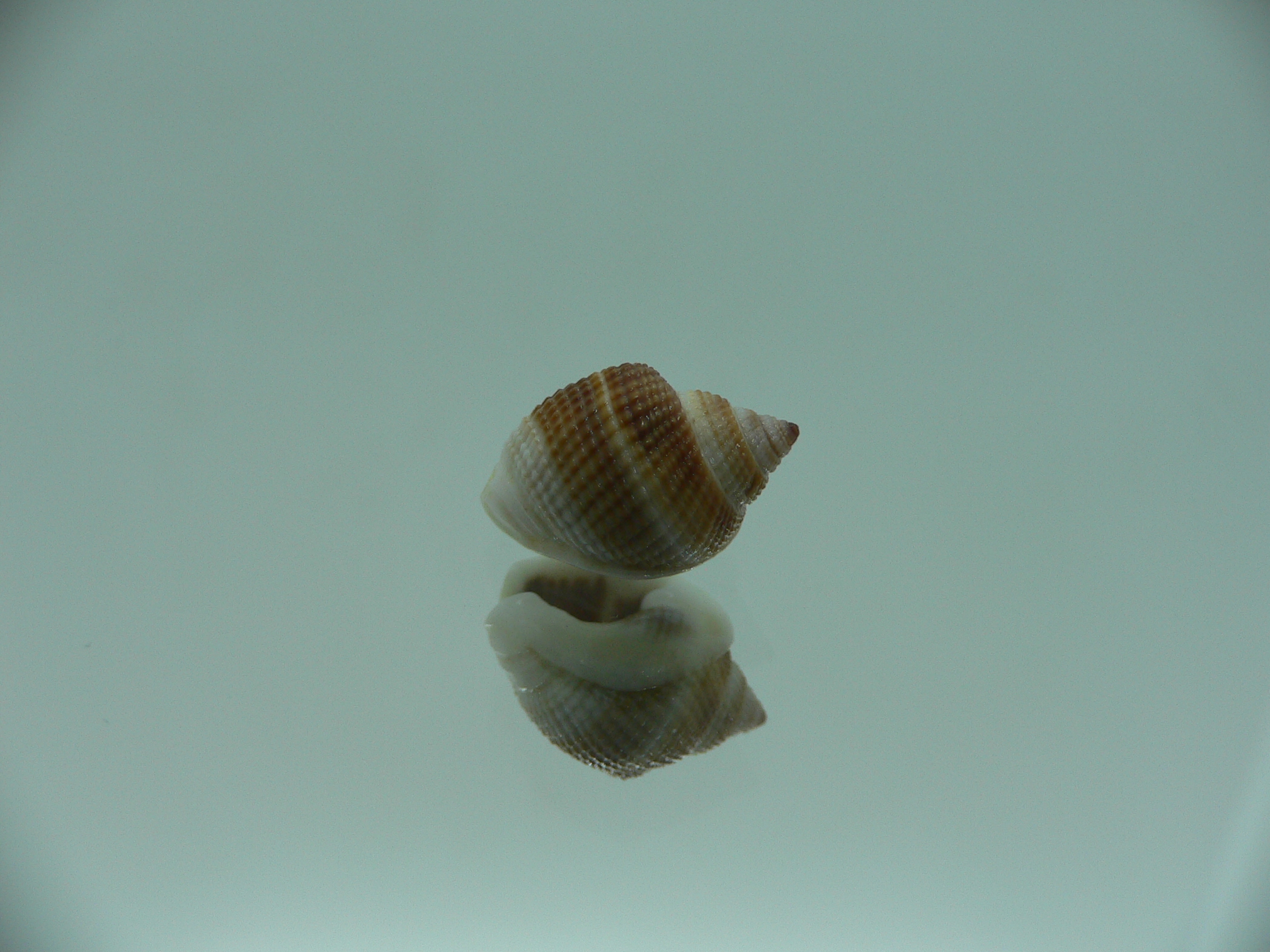 Nassarius elegantissimus