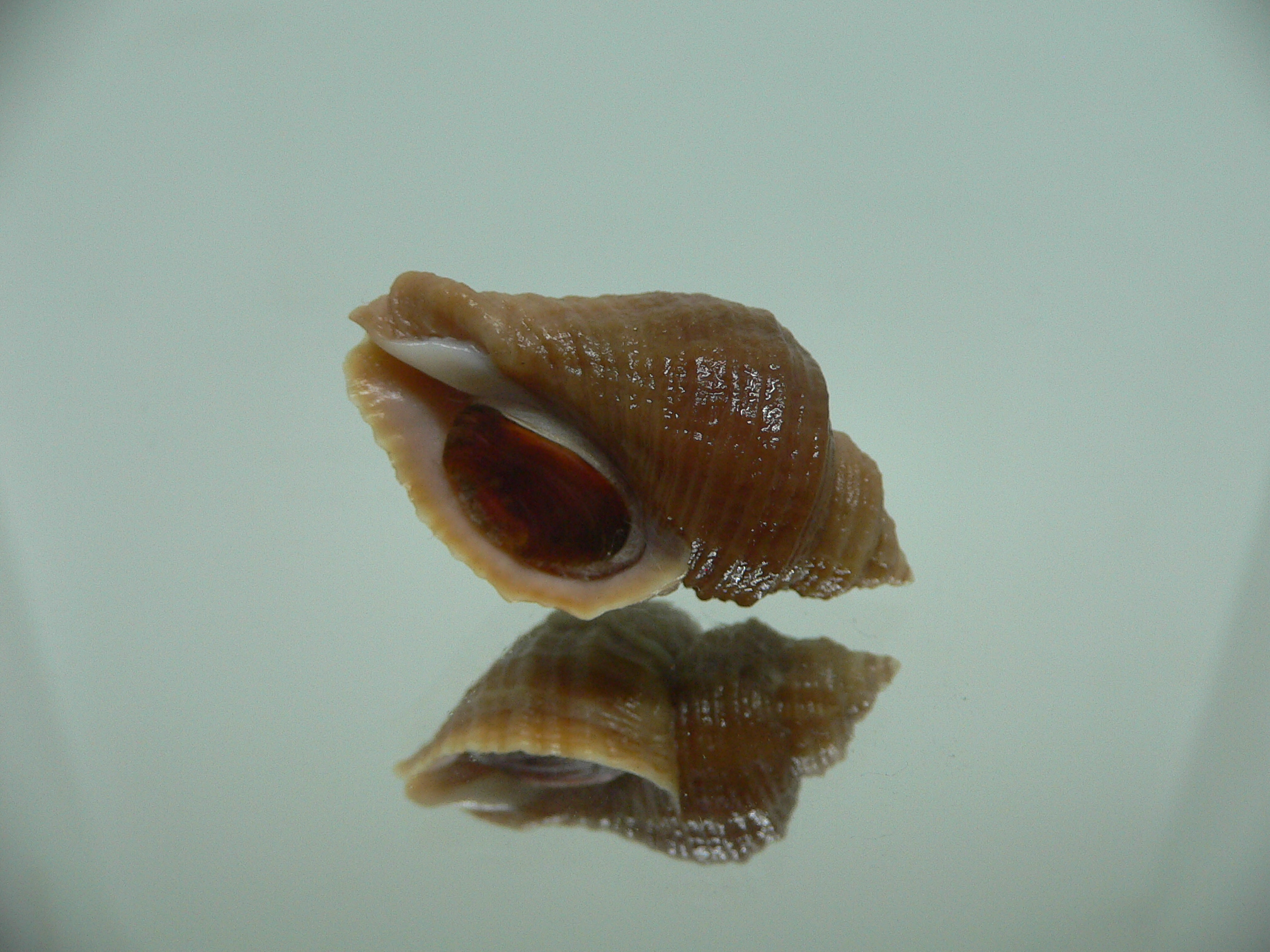 Nucella heyseana DWARF