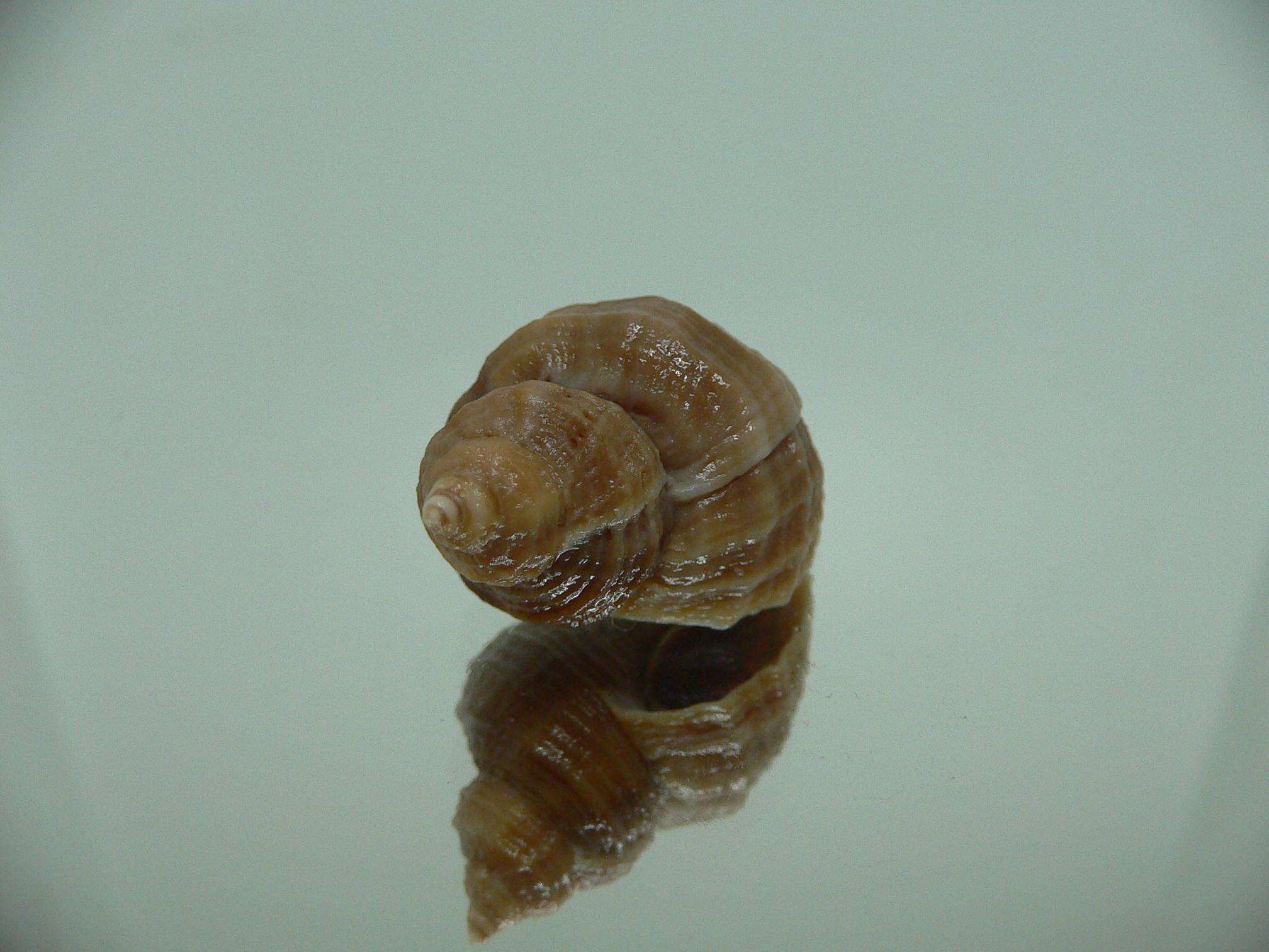 Nucella heyseana DWARF