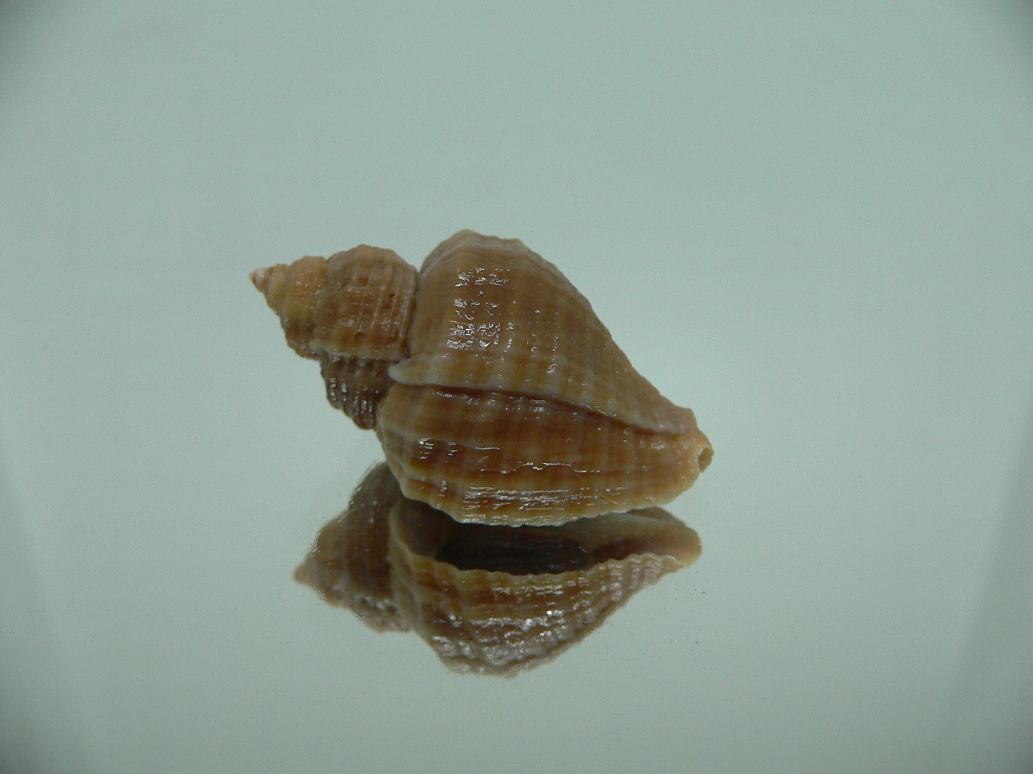 Nucella heyseana DWARF