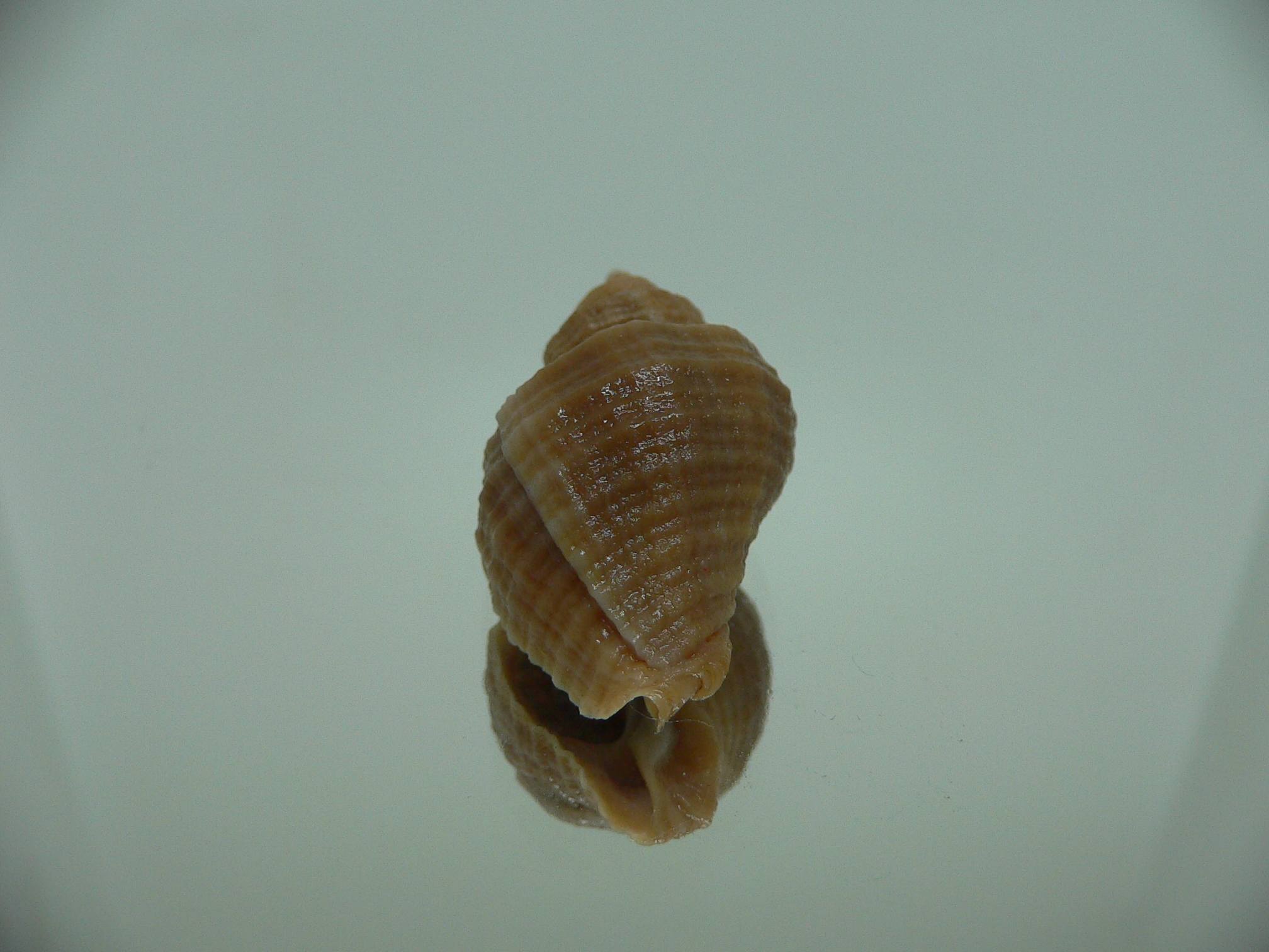 Nucella heyseana DWARF