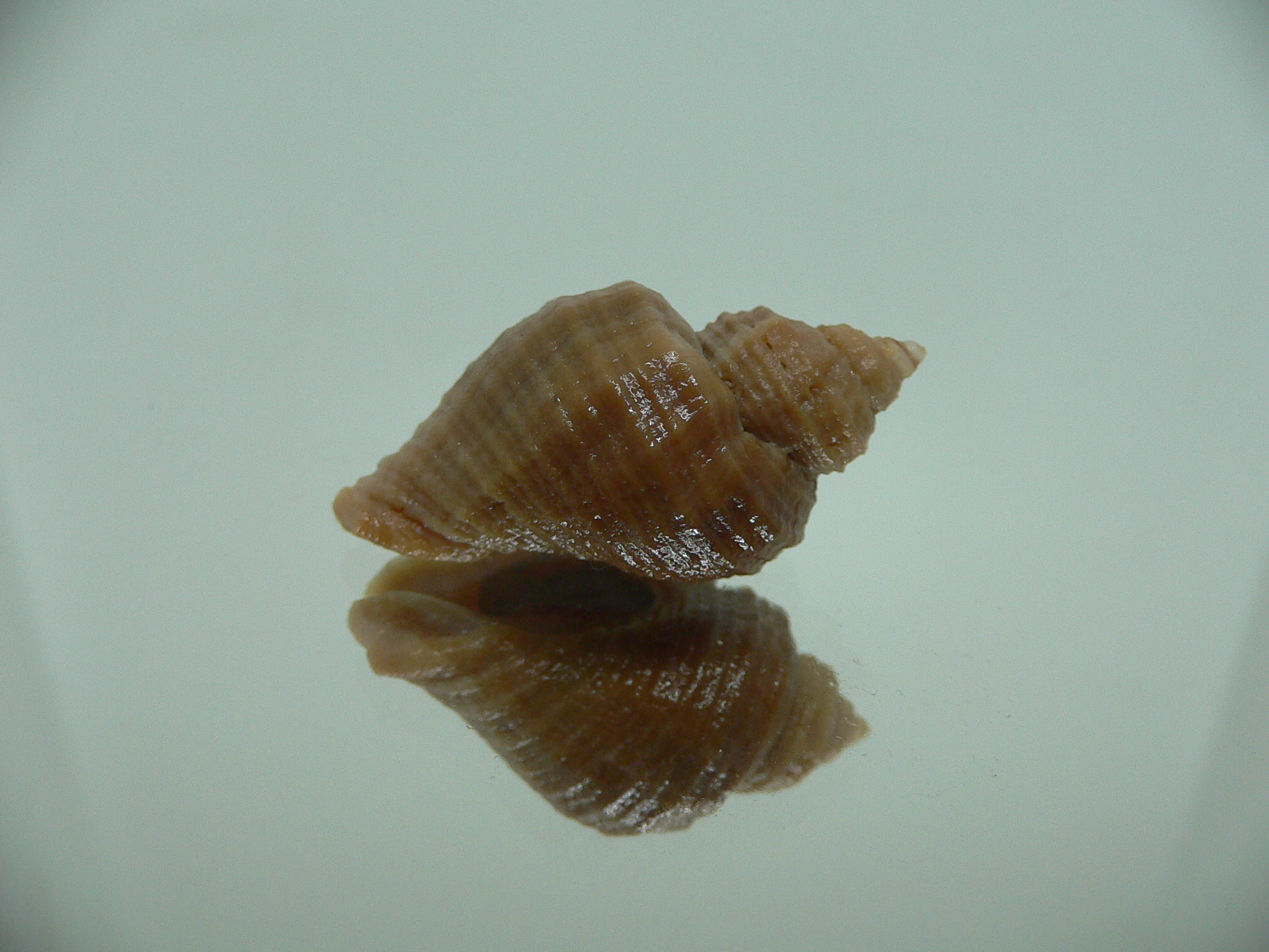 Nucella heyseana DWARF