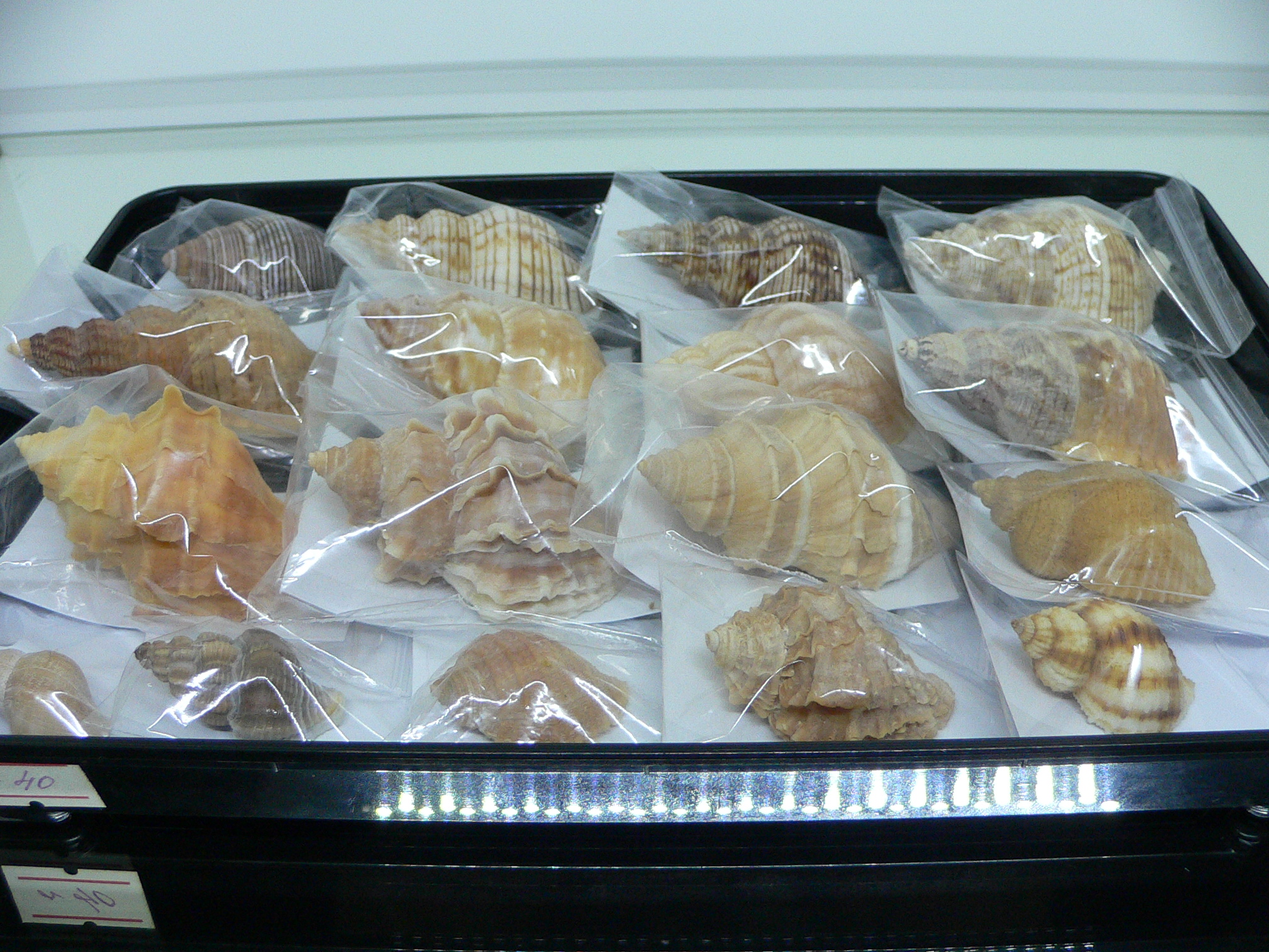 Nucella heyseana DWARF