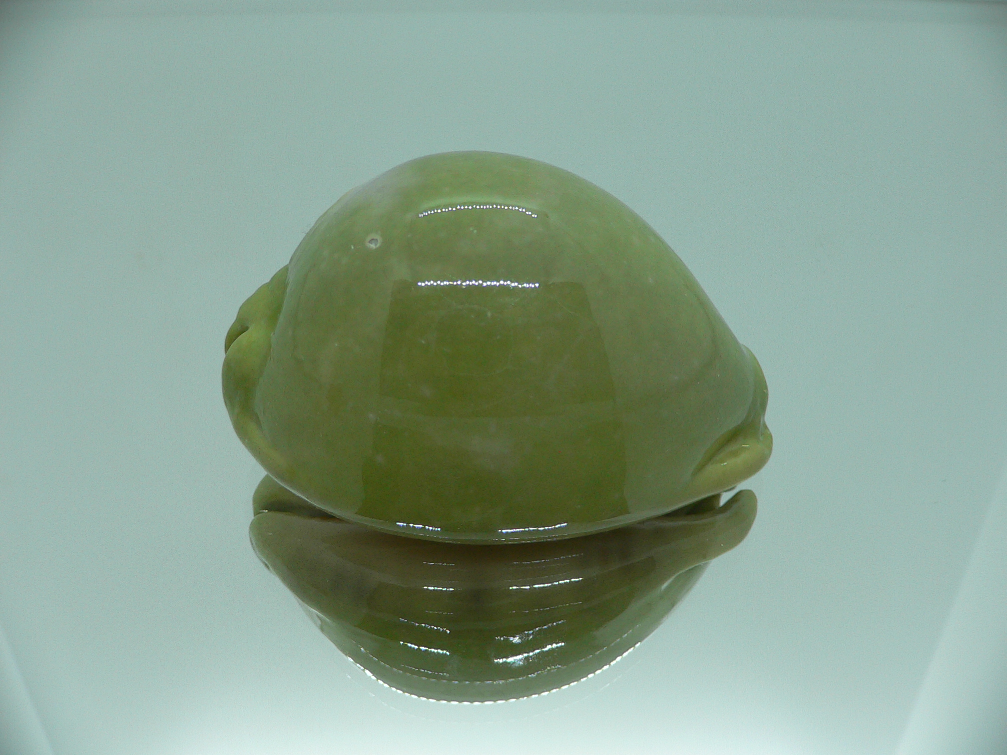 Cypraea arabica asiatica GLOBOSE & BICOLOR