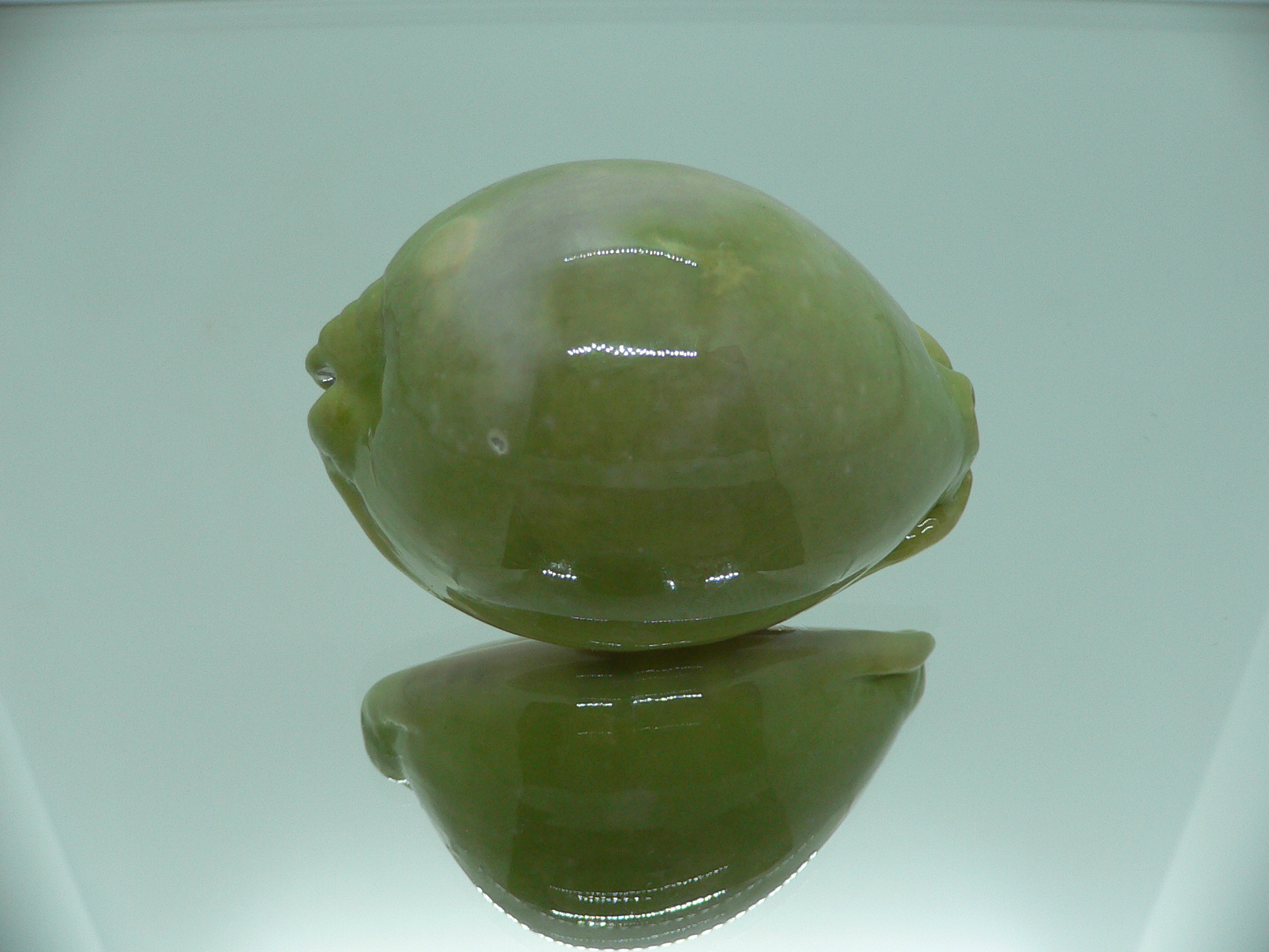 Cypraea arabica asiatica GLOBOSE & BICOLOR