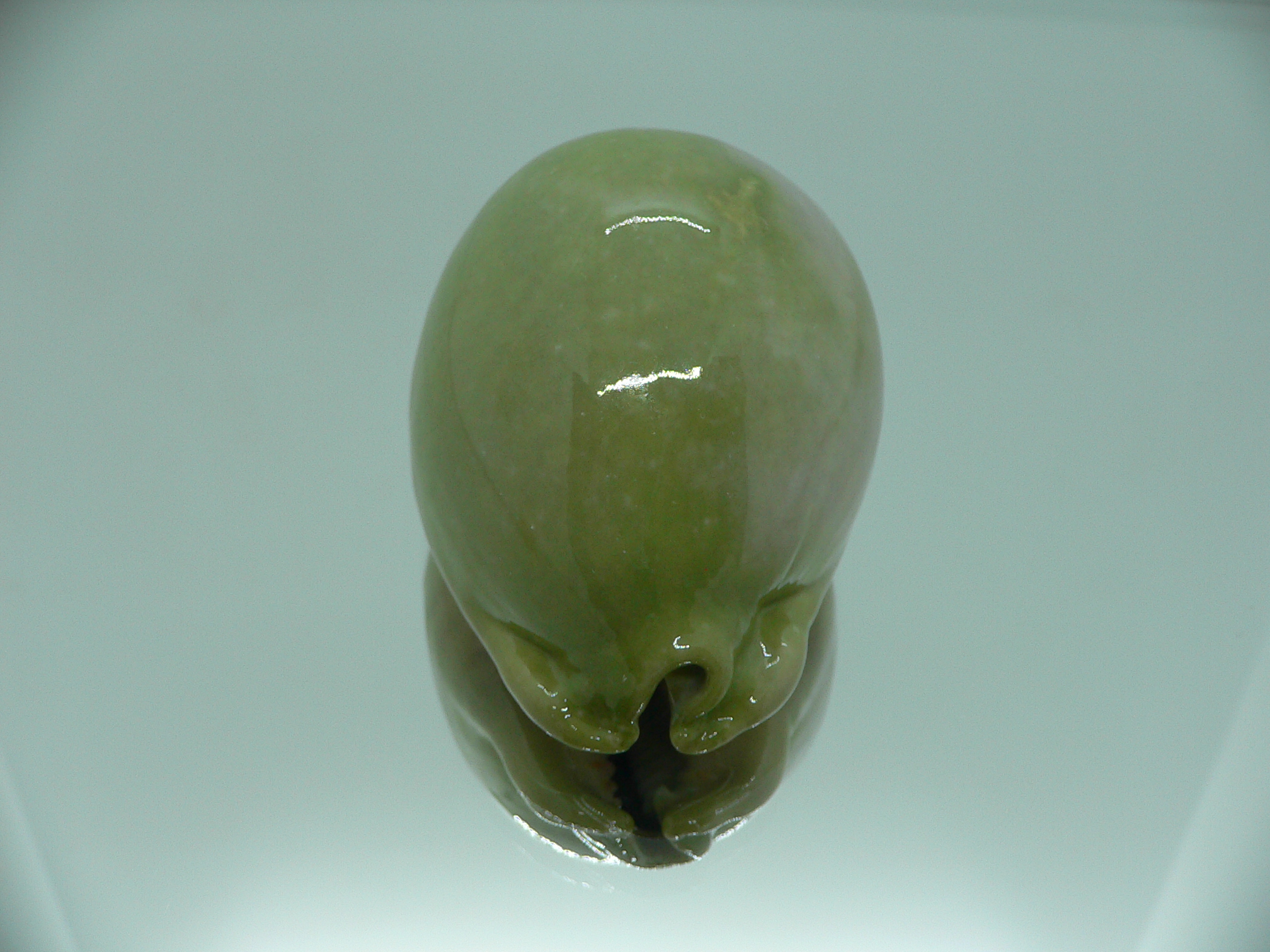 Cypraea arabica asiatica GLOBOSE & BICOLOR