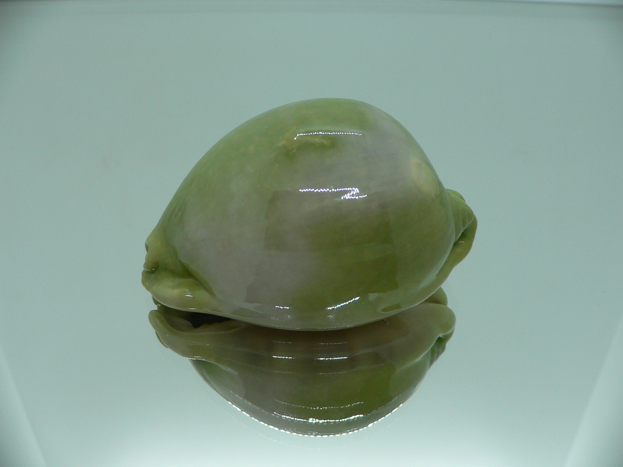 Cypraea arabica asiatica GLOBOSE & BICOLOR