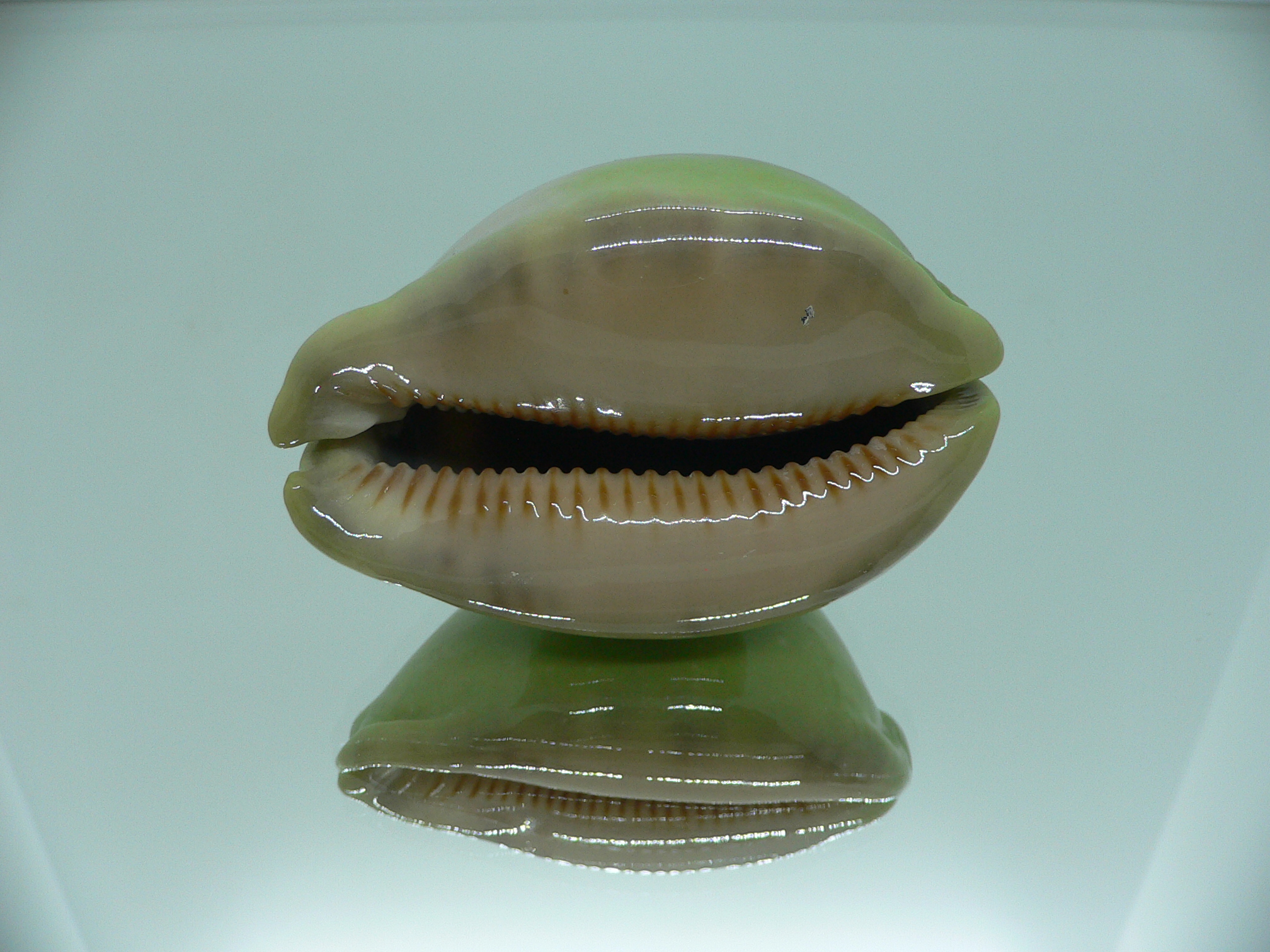 Cypraea arabica asiatica GLOBOSE & BICOLOR