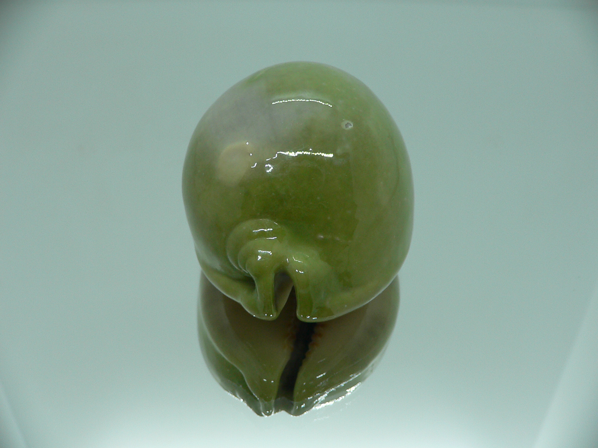 Cypraea arabica asiatica GLOBOSE & BICOLOR