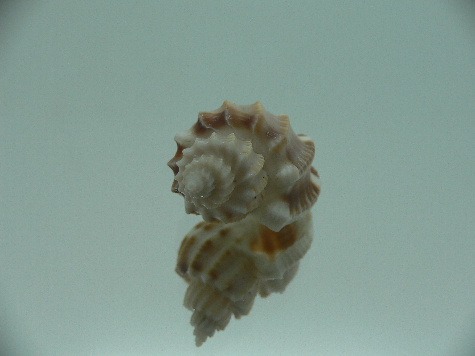 Scalptia articularis SUPER & BIG