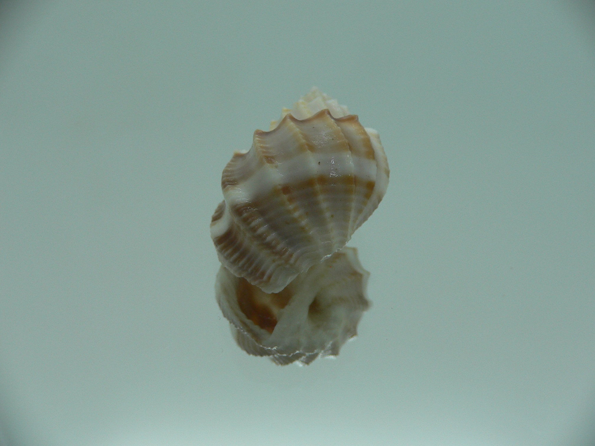 Scalptia articularis SUPER & BIG