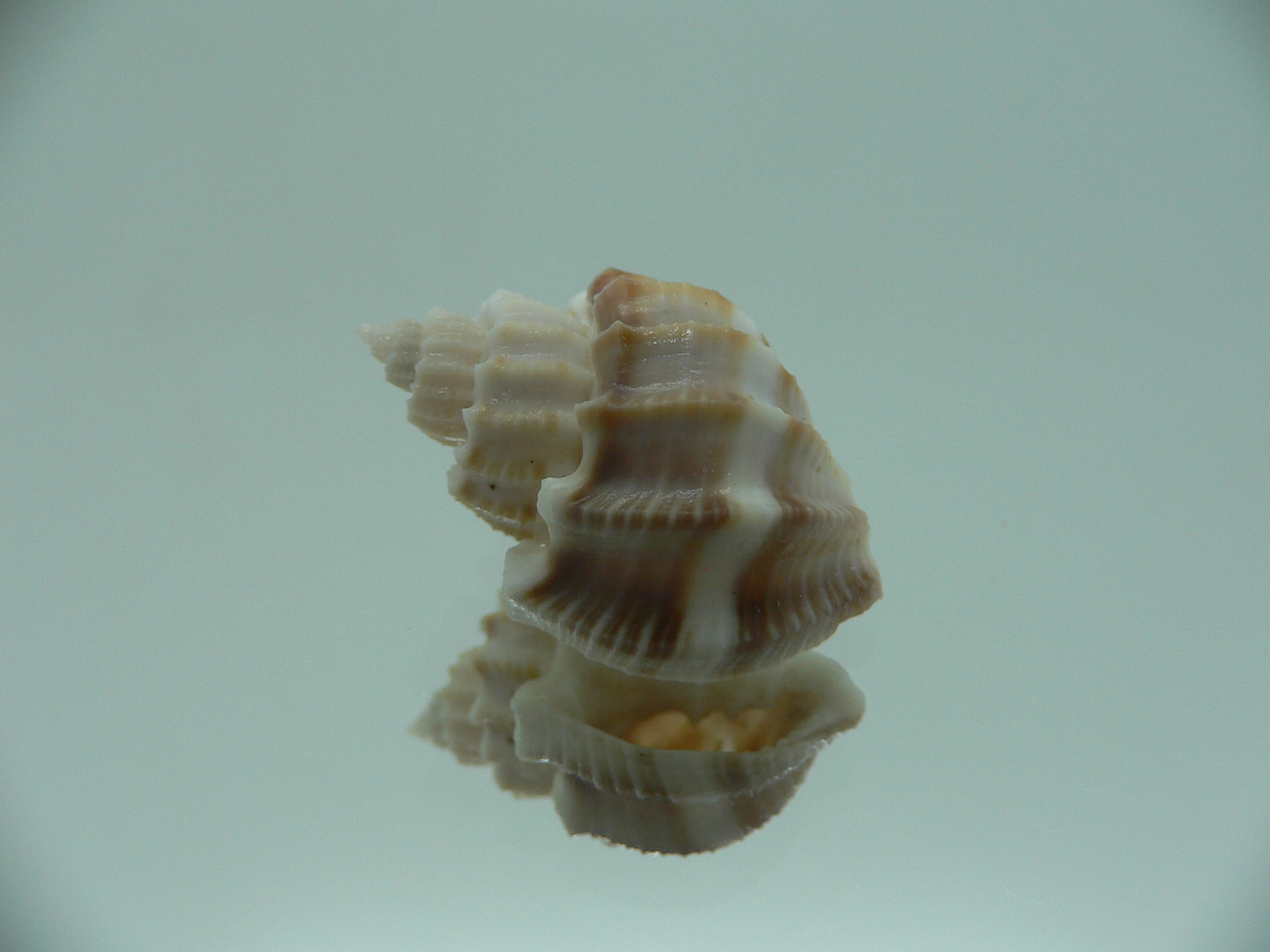 Scalptia articularis SUPER & BIG