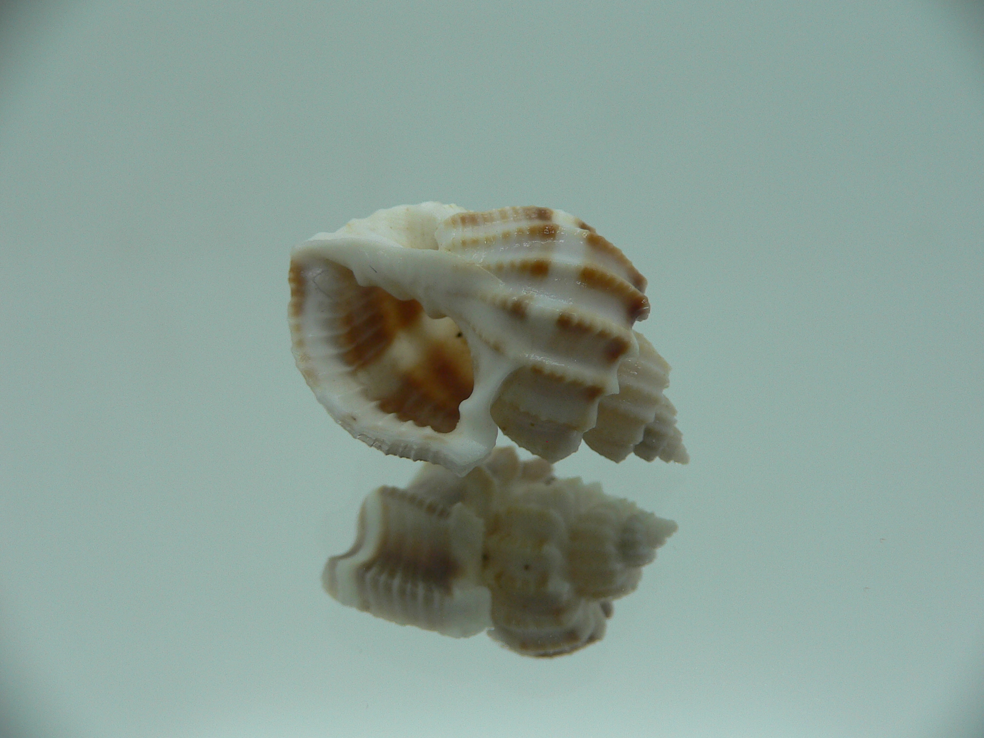 Scalptia articularis SUPER & BIG