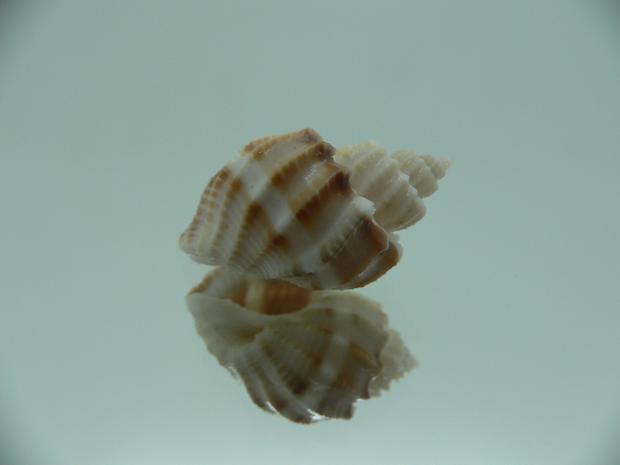 Scalptia articularis SUPER & BIG