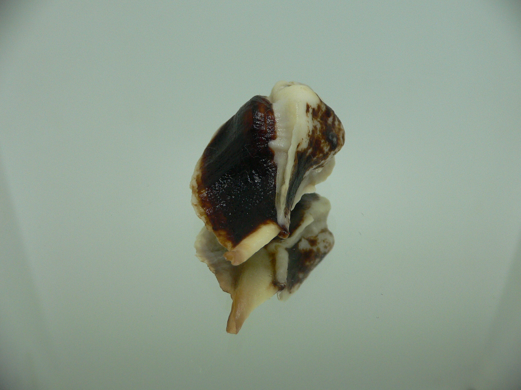 Jaton decussatus