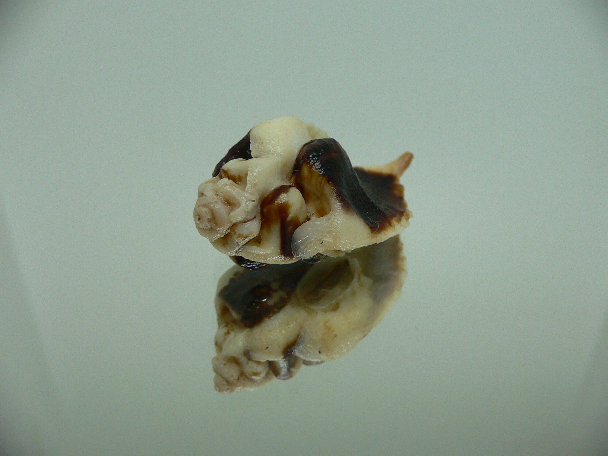 Jaton decussatus
