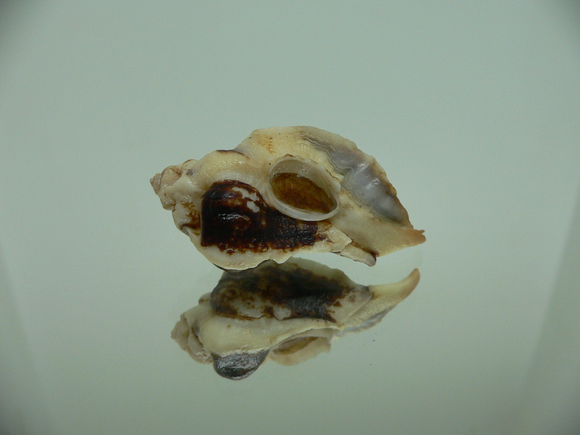 Jaton decussatus