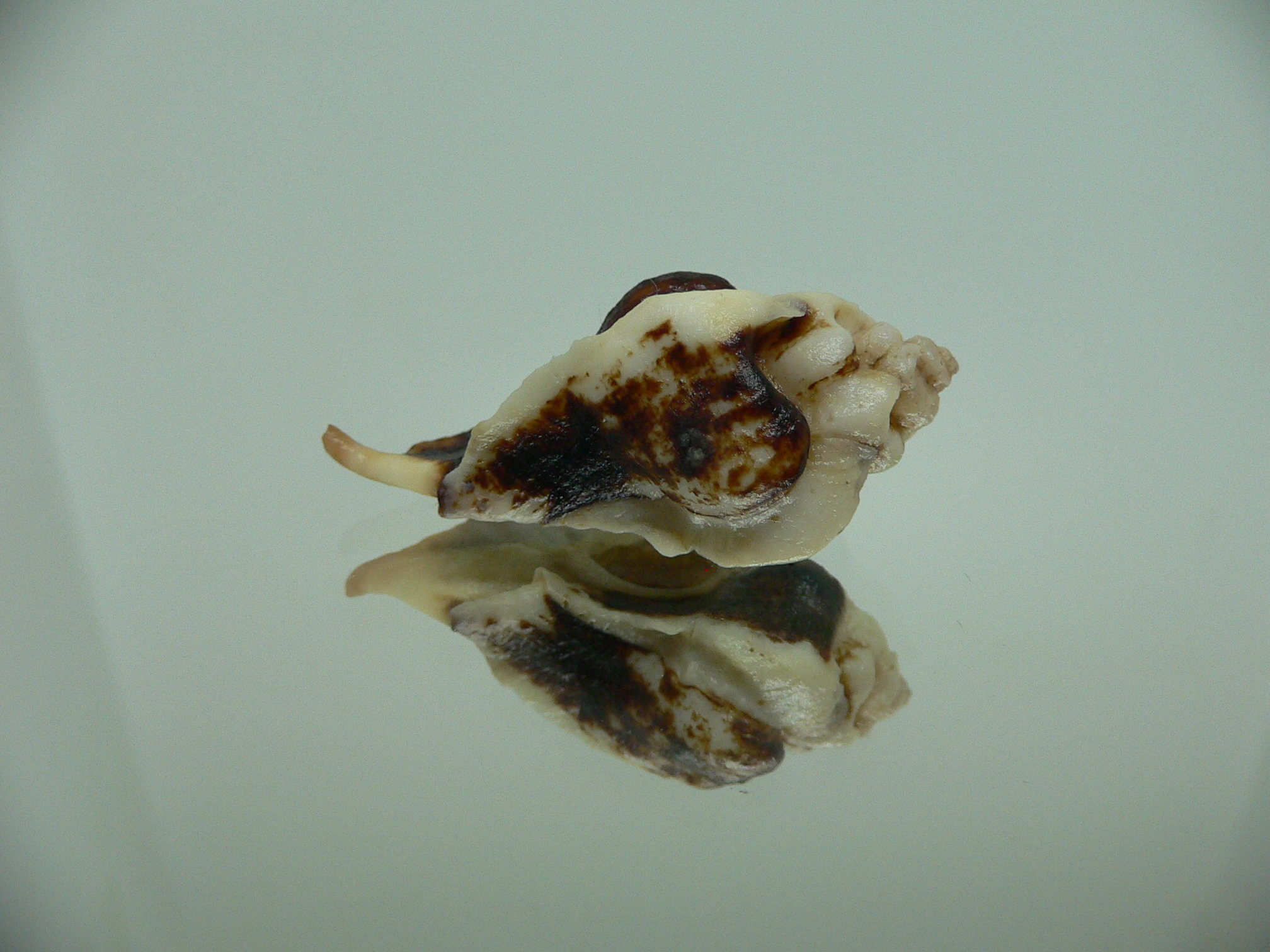 Jaton decussatus