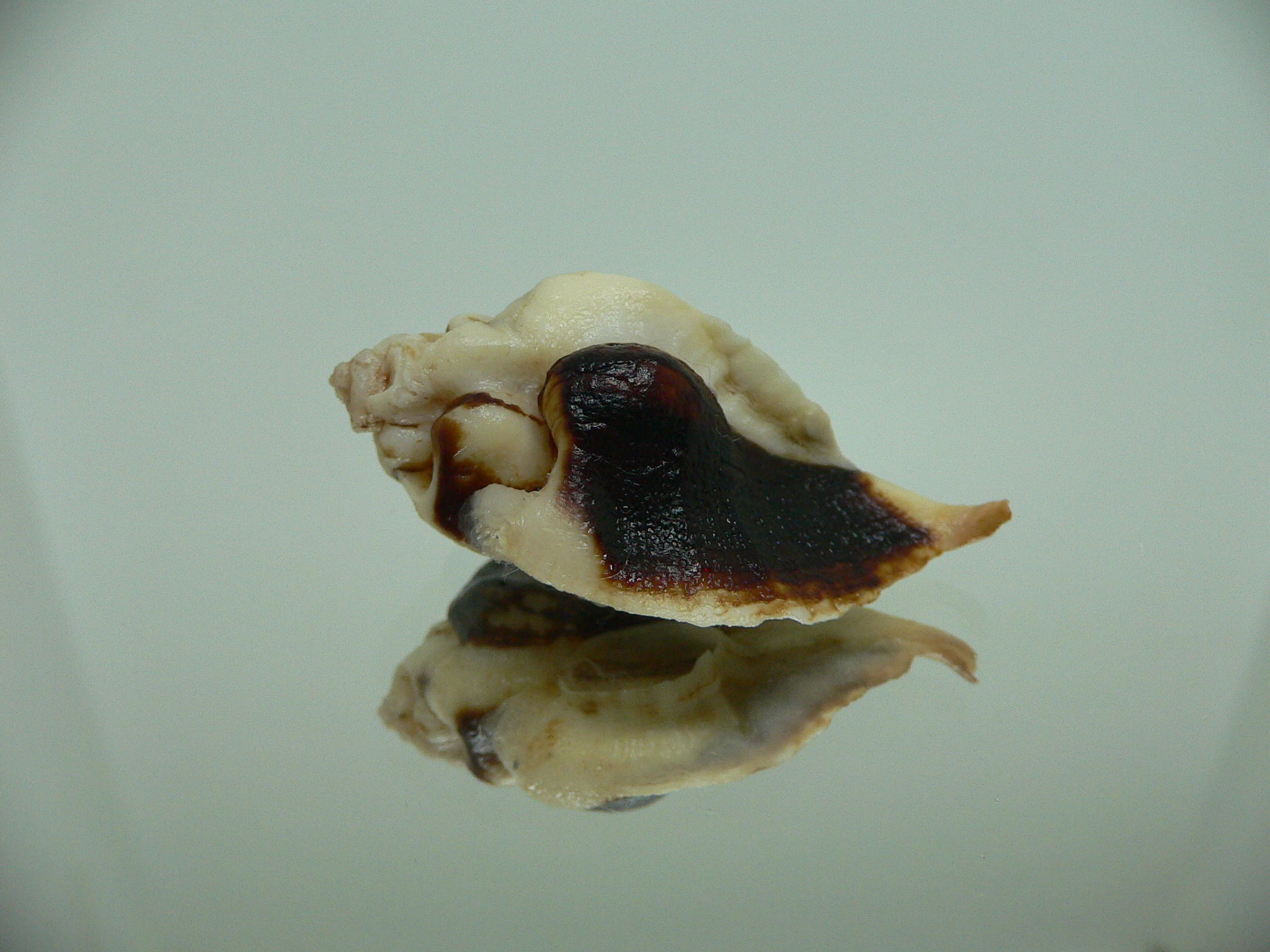 Jaton decussatus
