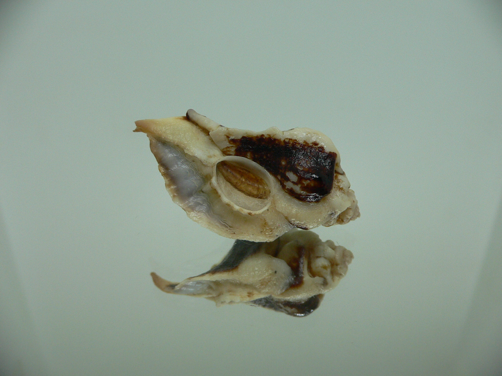 Jaton decussatus