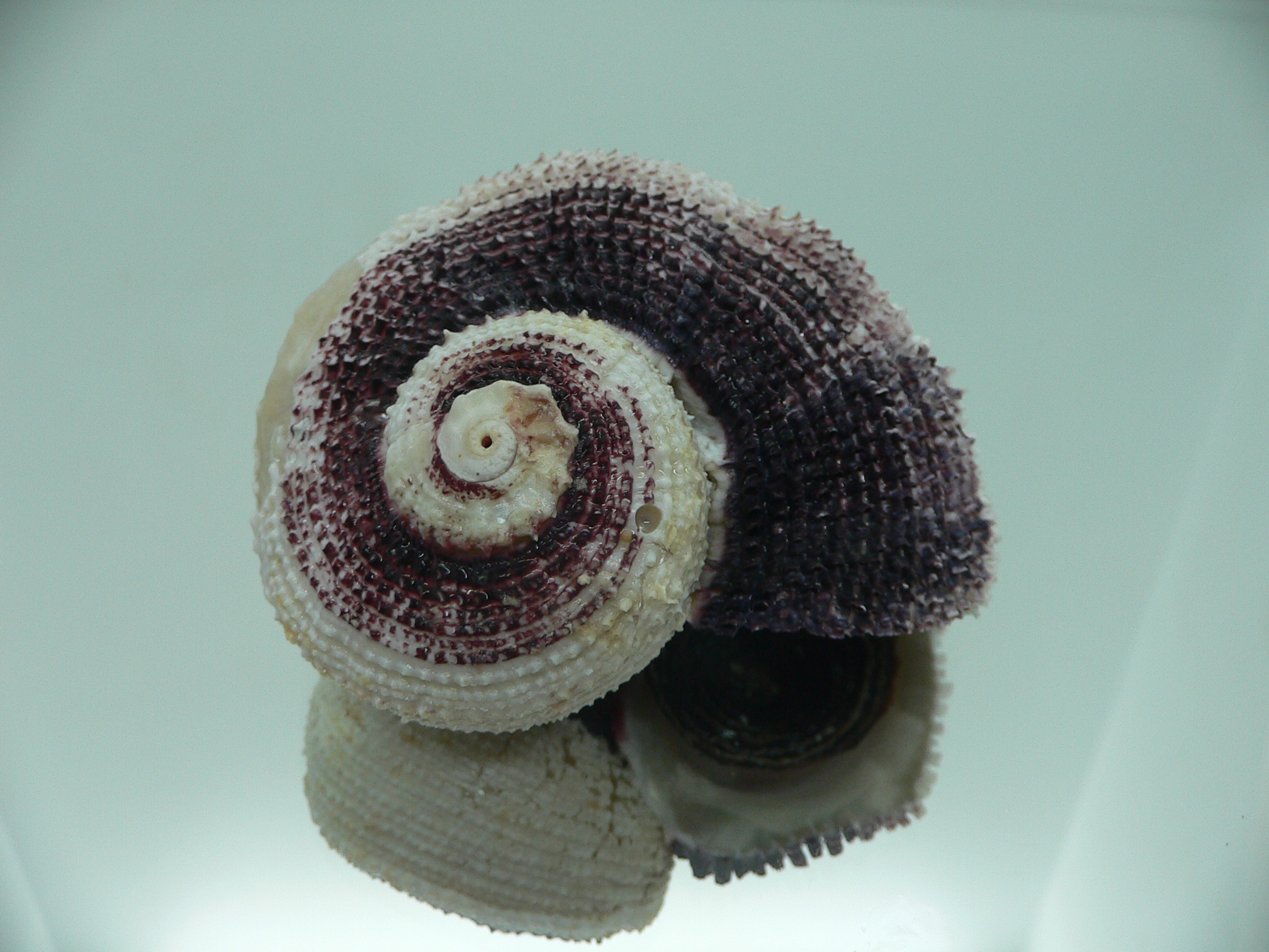Angaria tyria ENDEMIC & GIANT