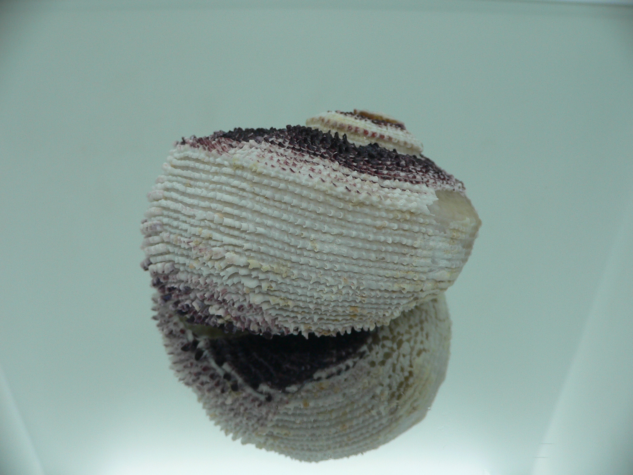 Angaria tyria ENDEMIC & GIANT