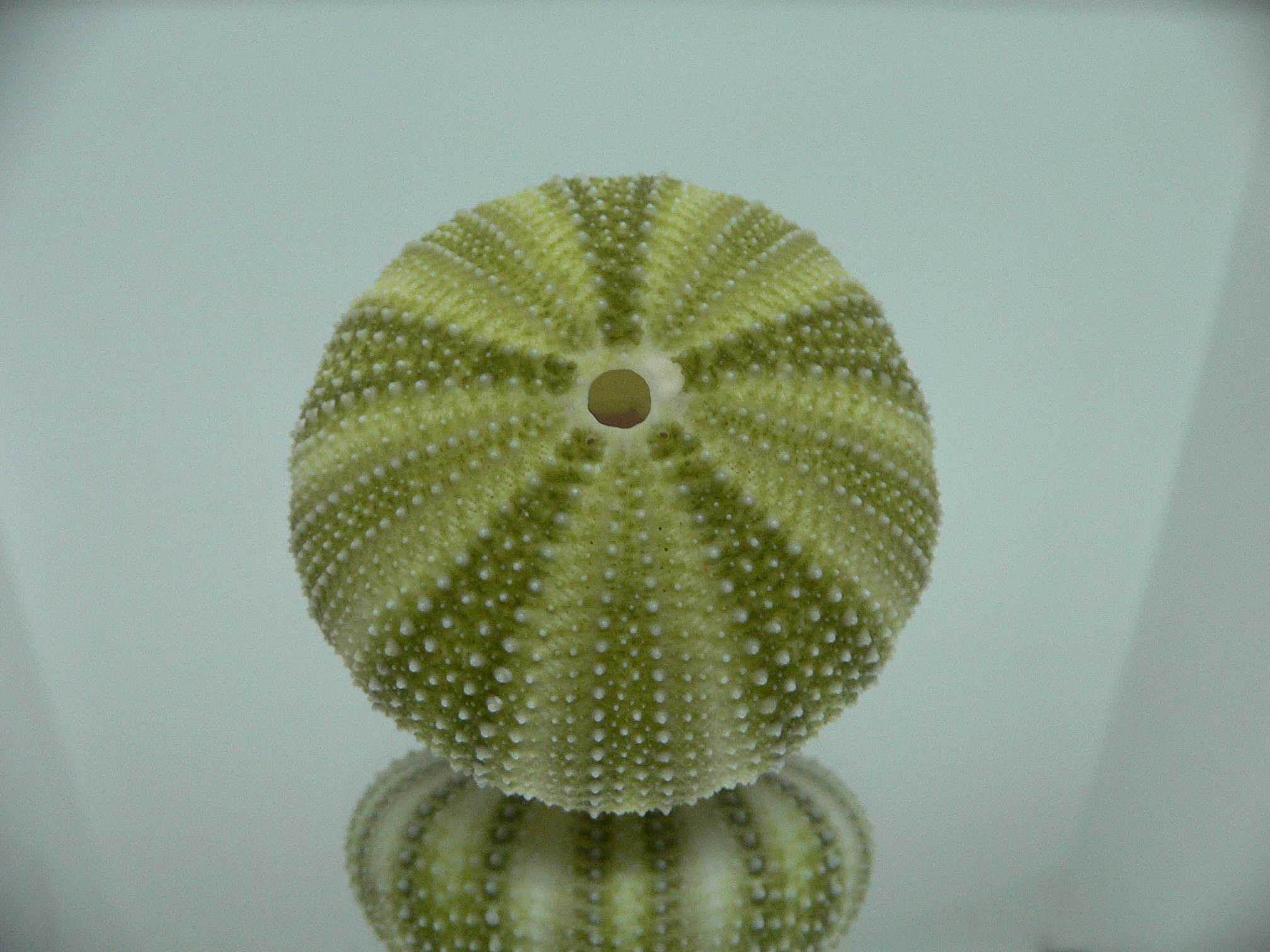 Strongylocentrotus pulchellus CAKE