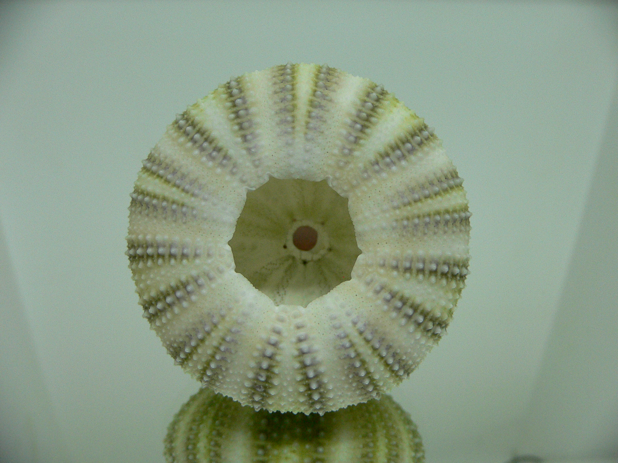 Strongylocentrotus pulchellus CAKE