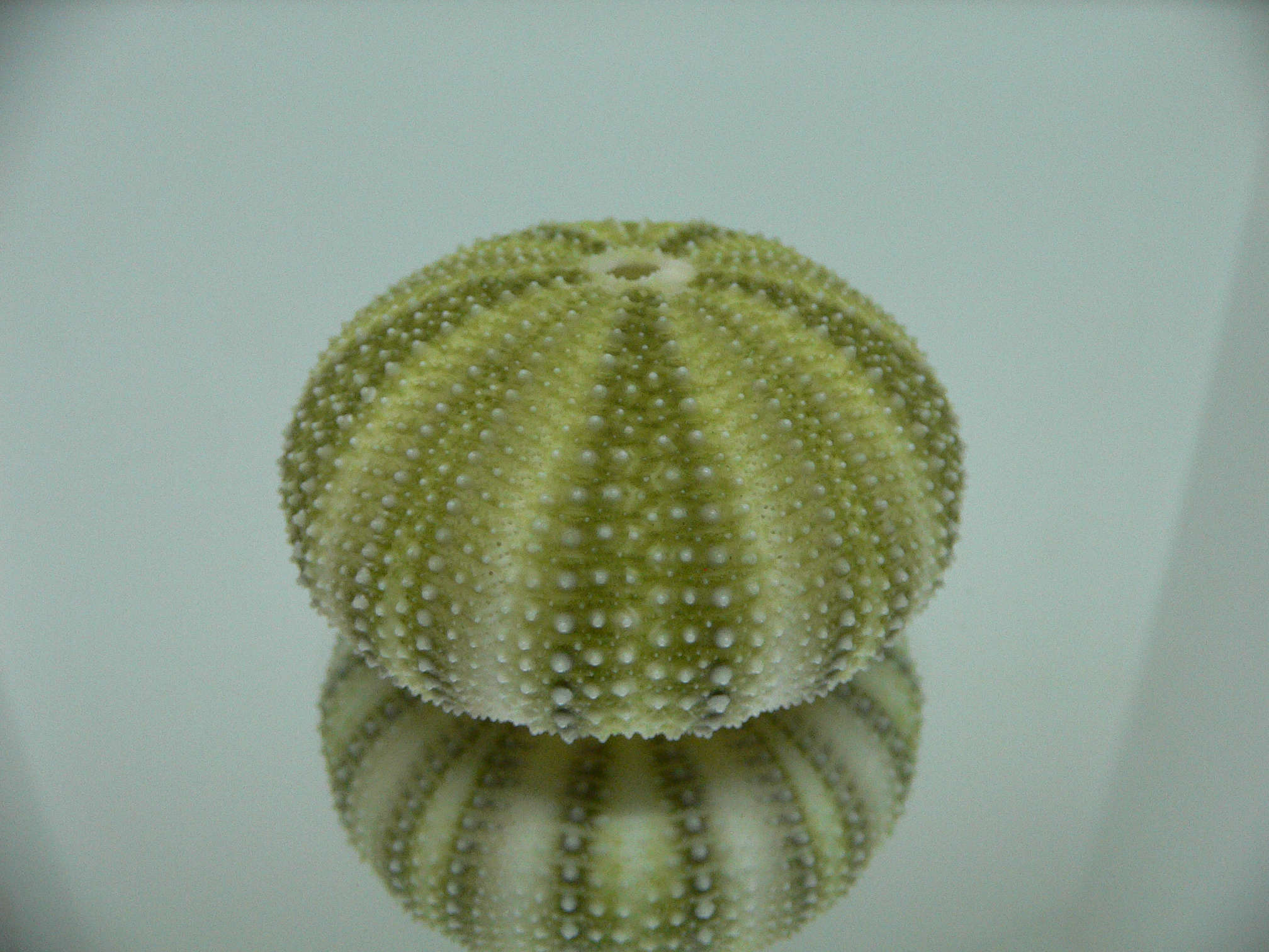 Strongylocentrotus pulchellus CAKE