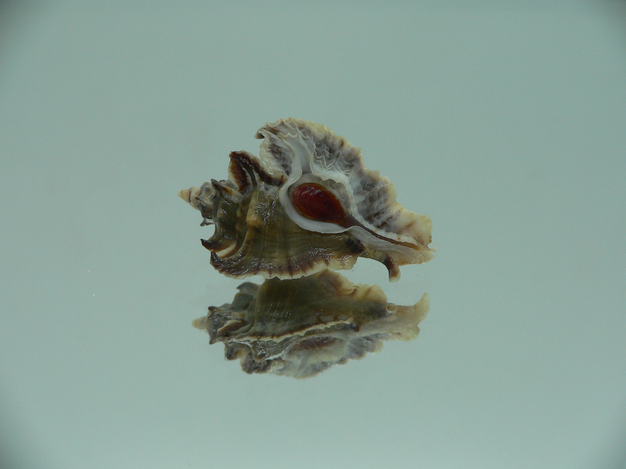 Pterochelus akation BIG ENDEMIC & DARK