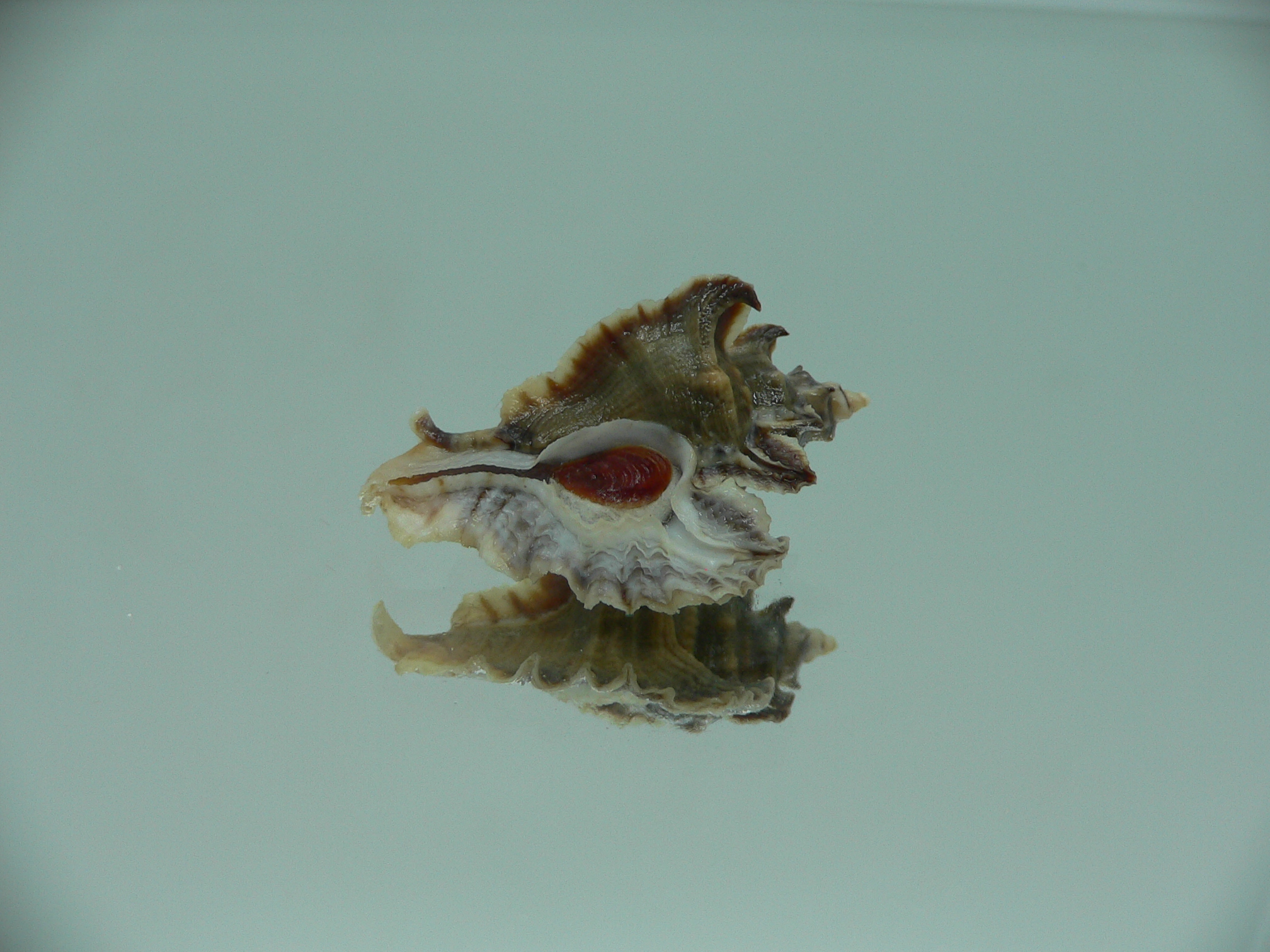 Pterochelus akation BIG ENDEMIC & DARK