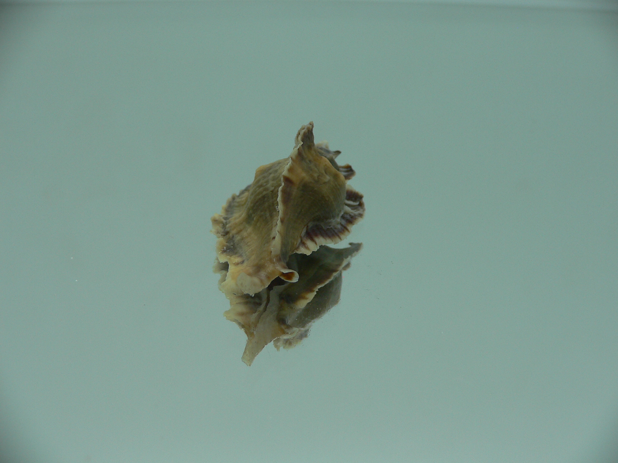 Pterochelus akation BIG ENDEMIC & DARK