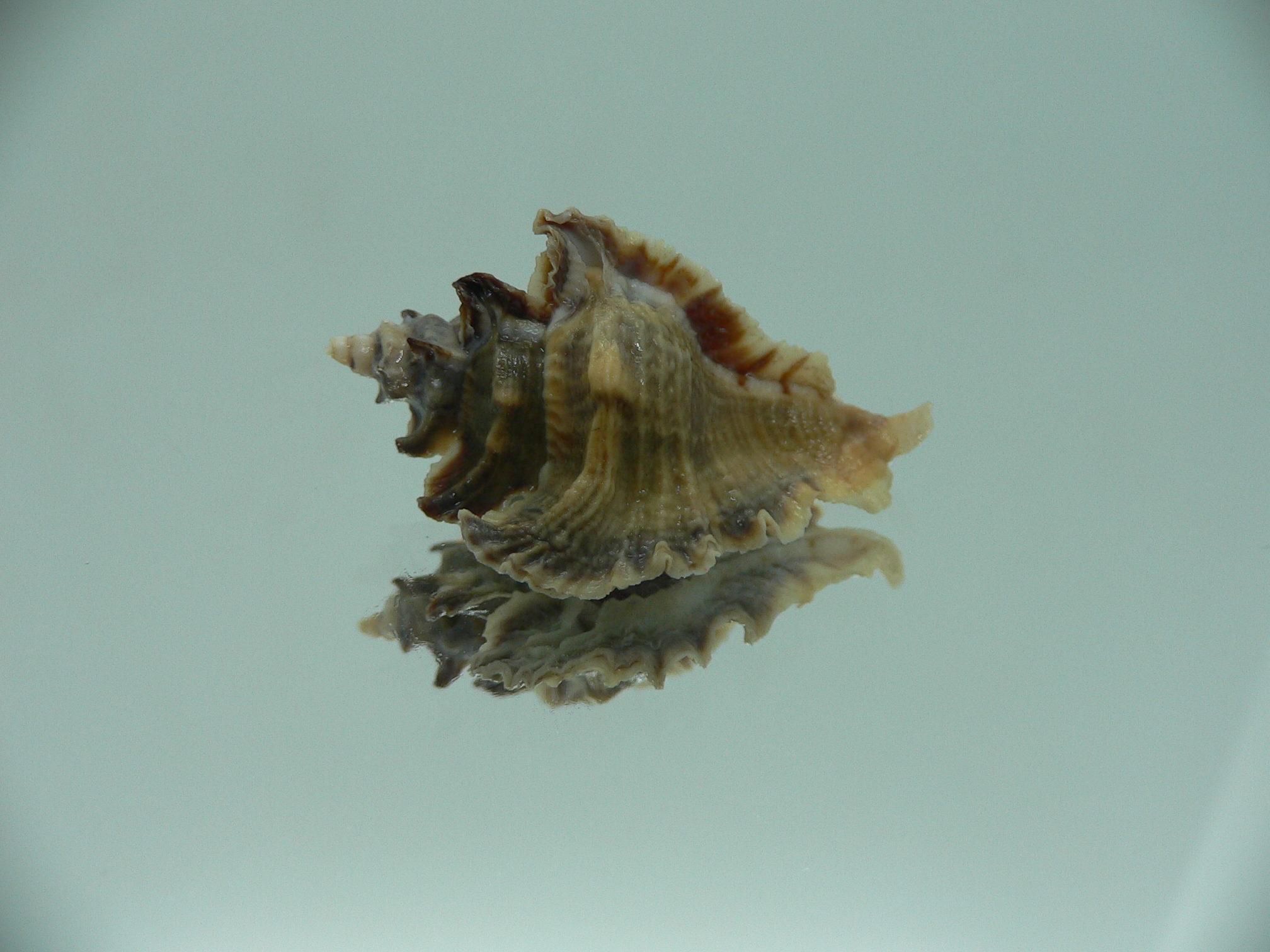 Pterochelus akation BIG ENDEMIC & DARK