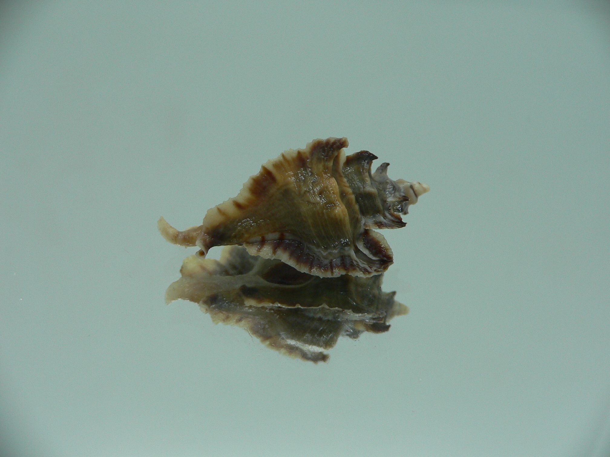 Pterochelus akation BIG ENDEMIC & DARK